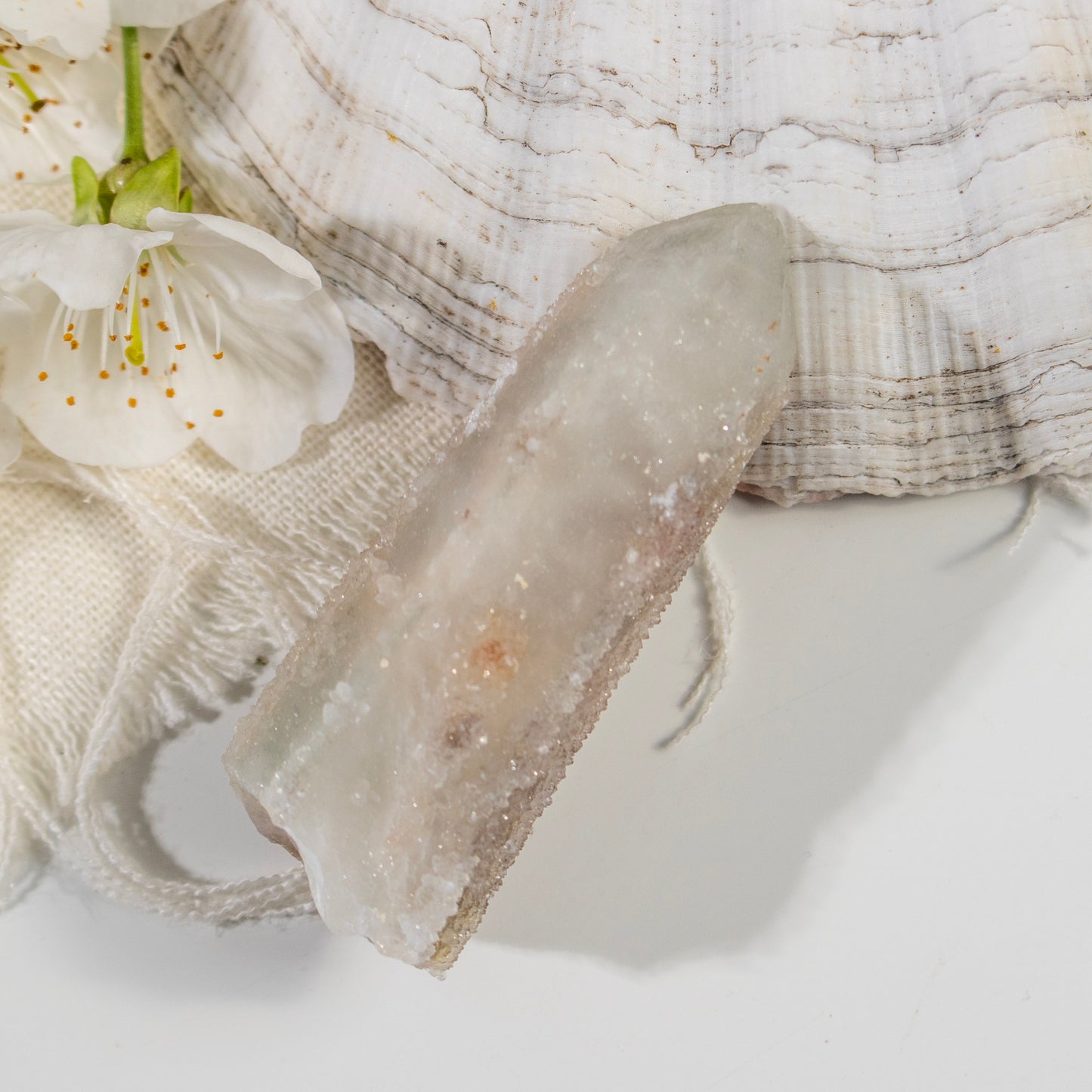Close-up of a textured white shell with a white flower on a light background
