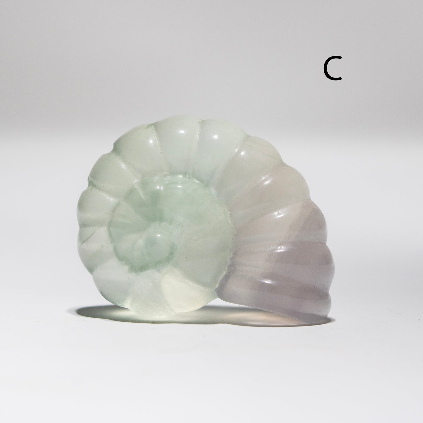 Decorative shell with a white and gray gradient on a light gray background