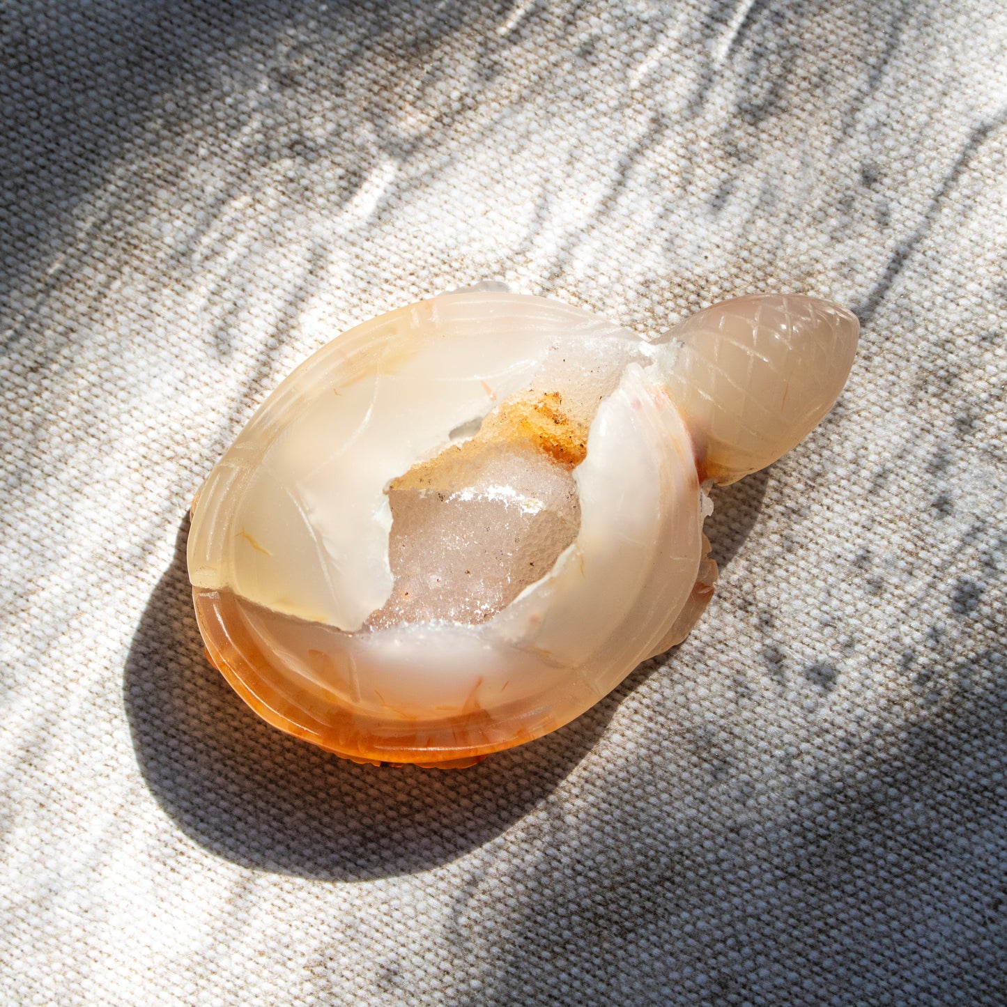 Shell with a cracked open interior on a textured fabric background
