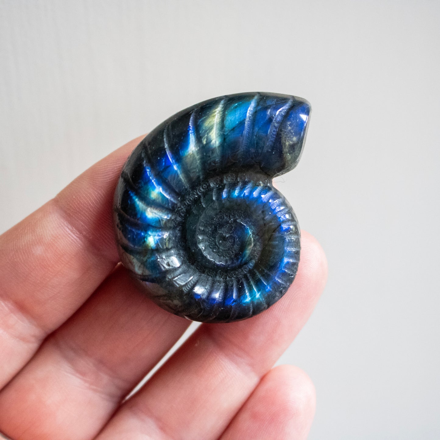Labradorite ammonite held in a hand against a neutral background