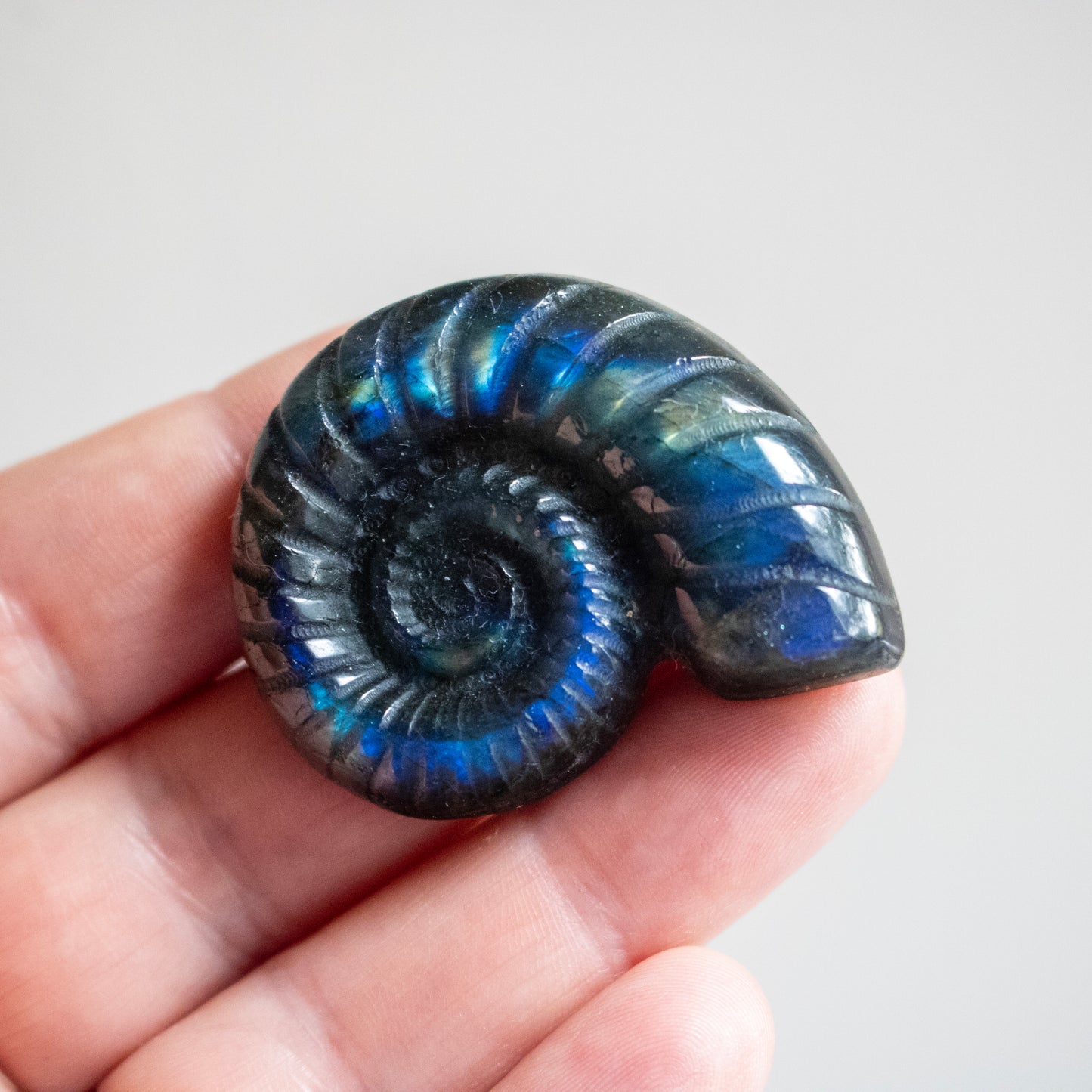 Blue-tinged spiral stone held in a hand against a neutral background