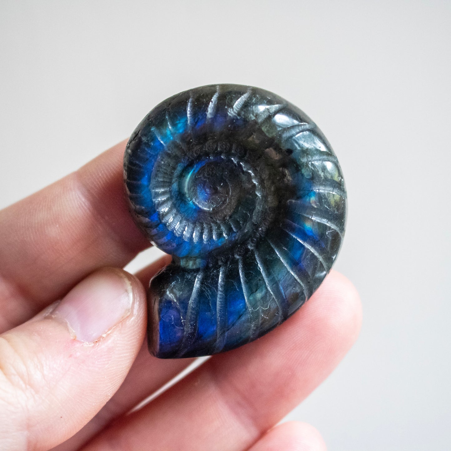 Labradorite ammonite held in a hand against a neutral background
