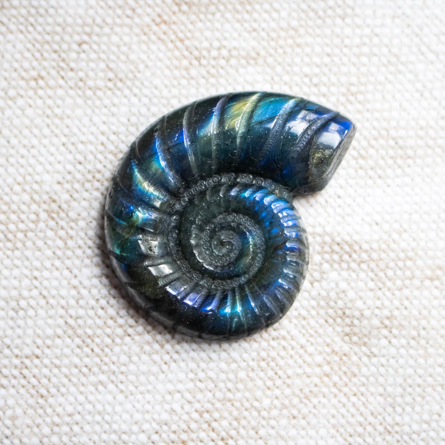 Labradorite ammonite on a textured white background