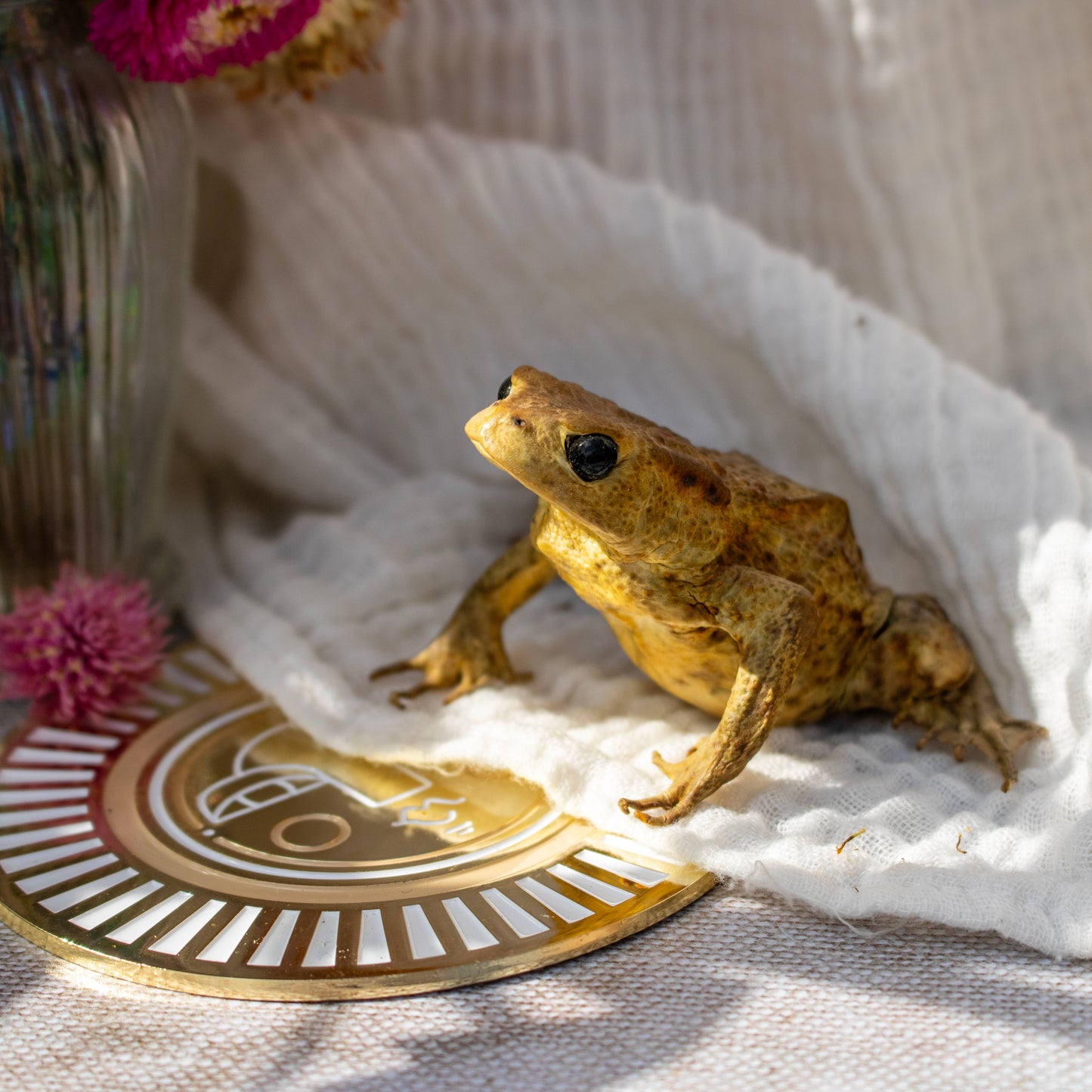 Horratio – The Freebie Toad 🐸✨