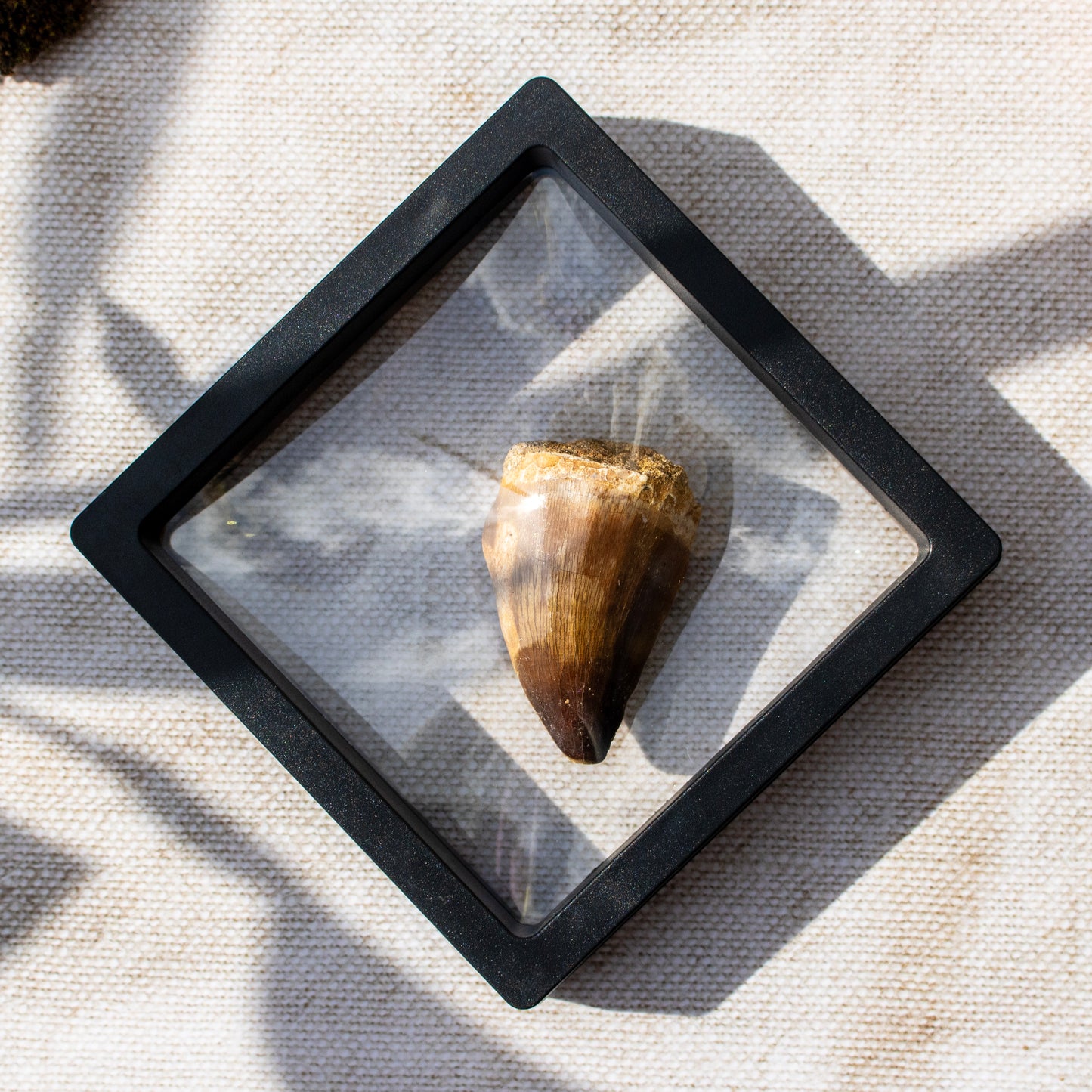 Mosasaur Tooth Fossil in Display Frame