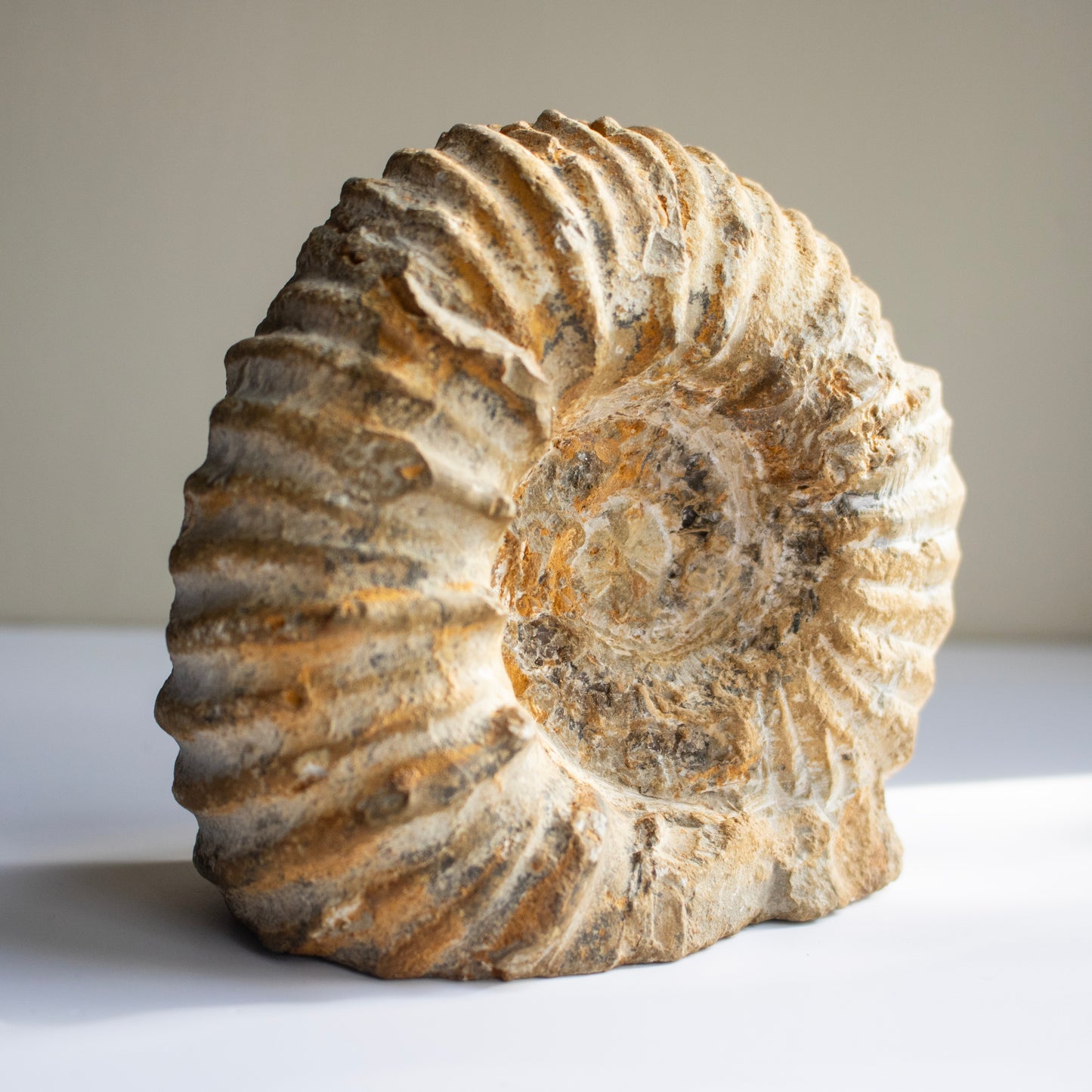 Limestone Ammonite Fossil – Morocco