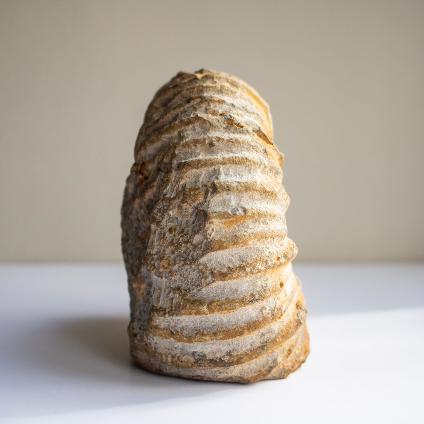 Limestone Ammonite Fossil – Morocco