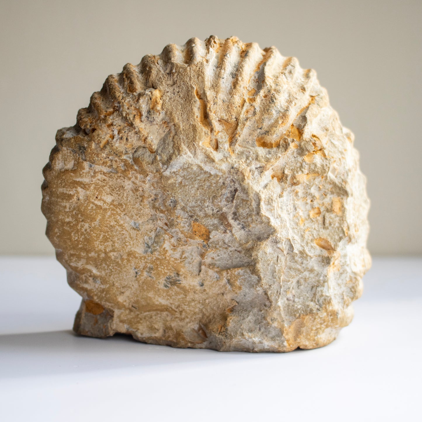 Limestone Ammonite Fossil – Morocco