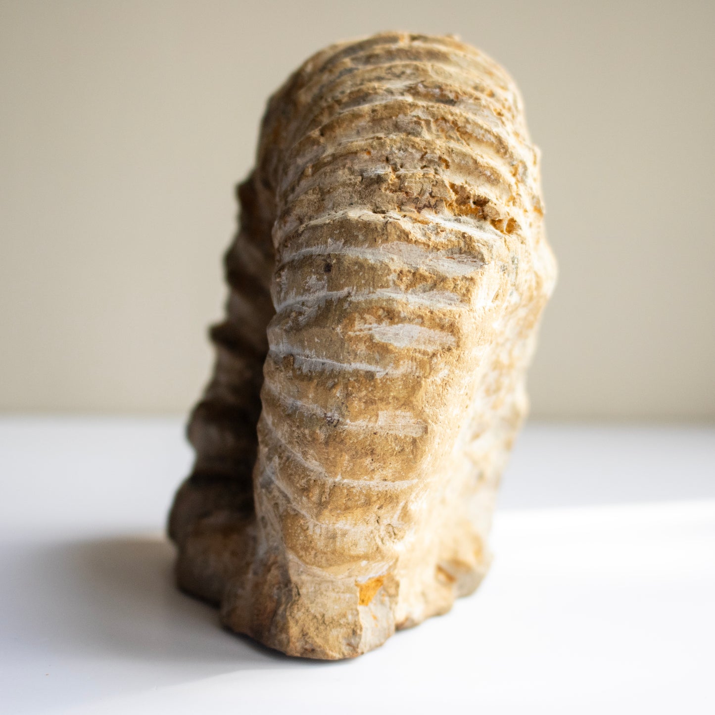 Limestone Ammonite Fossil – Morocco