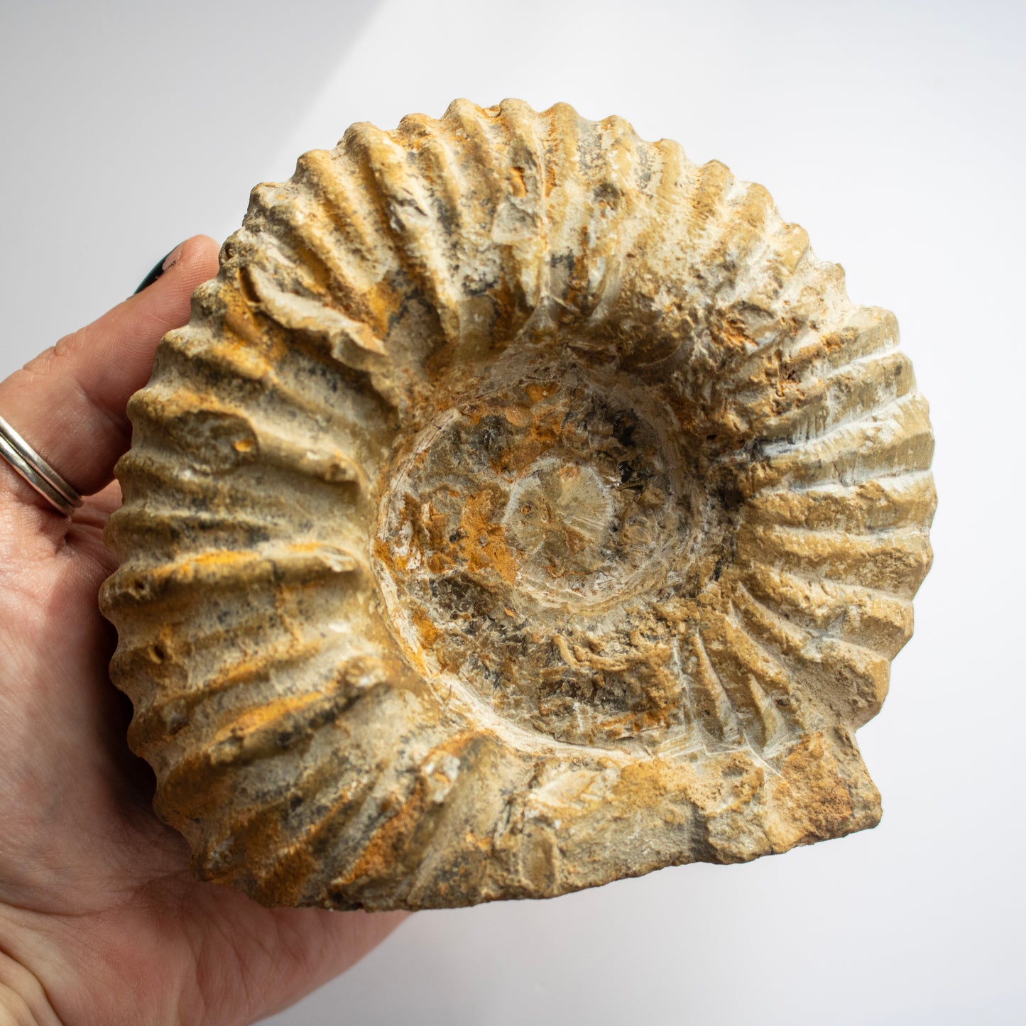 Limestone Ammonite Fossil – Morocco