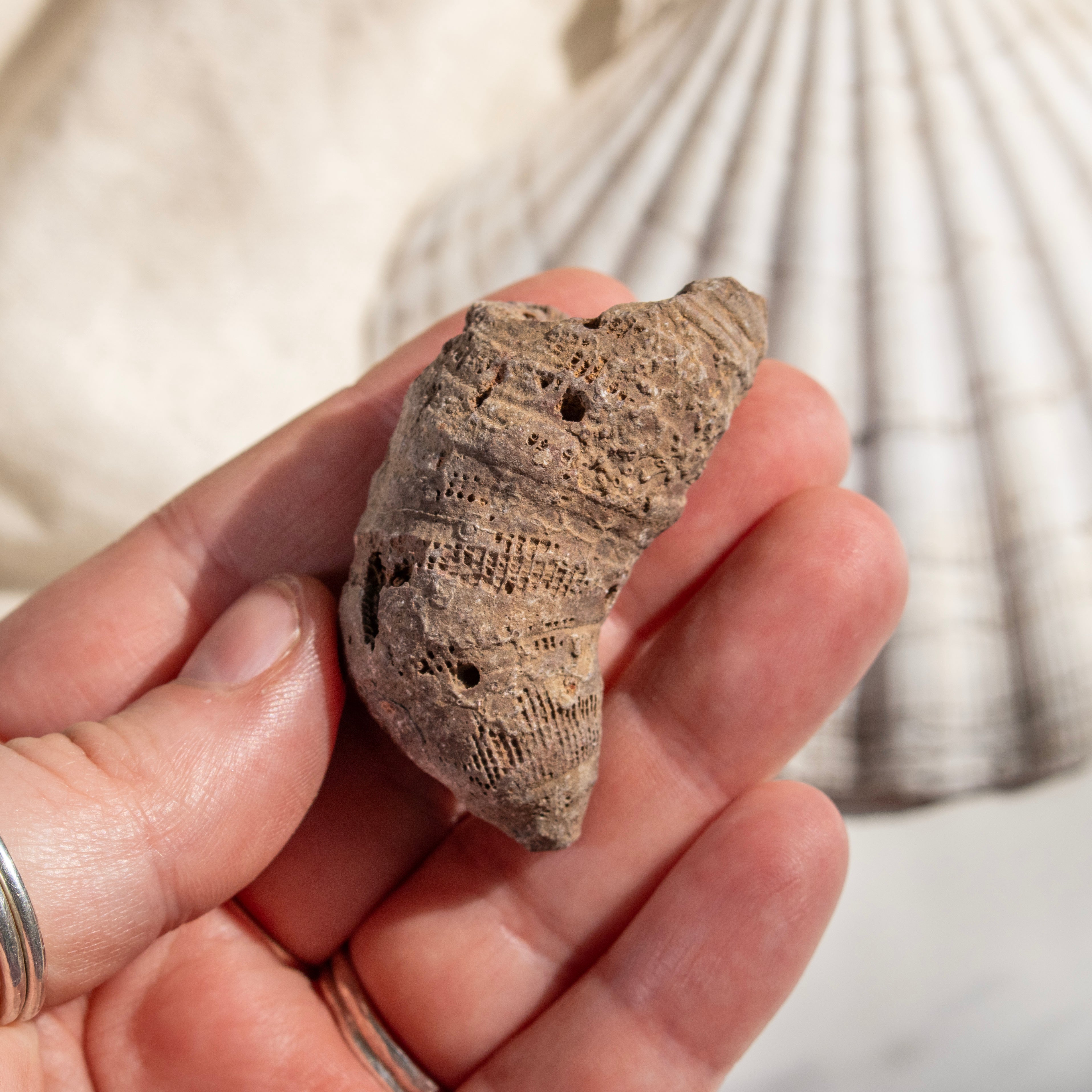 Fossilised Horn Coral