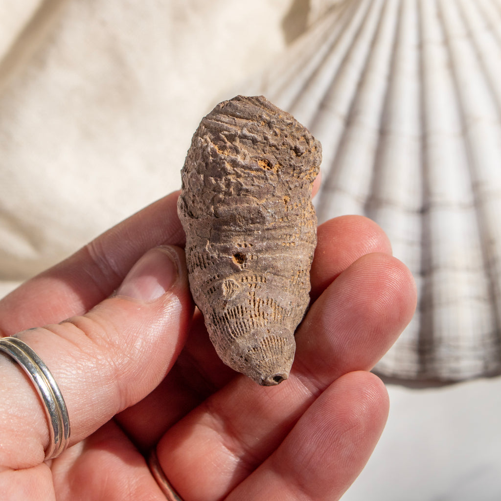 Fossilised Horn Coral
