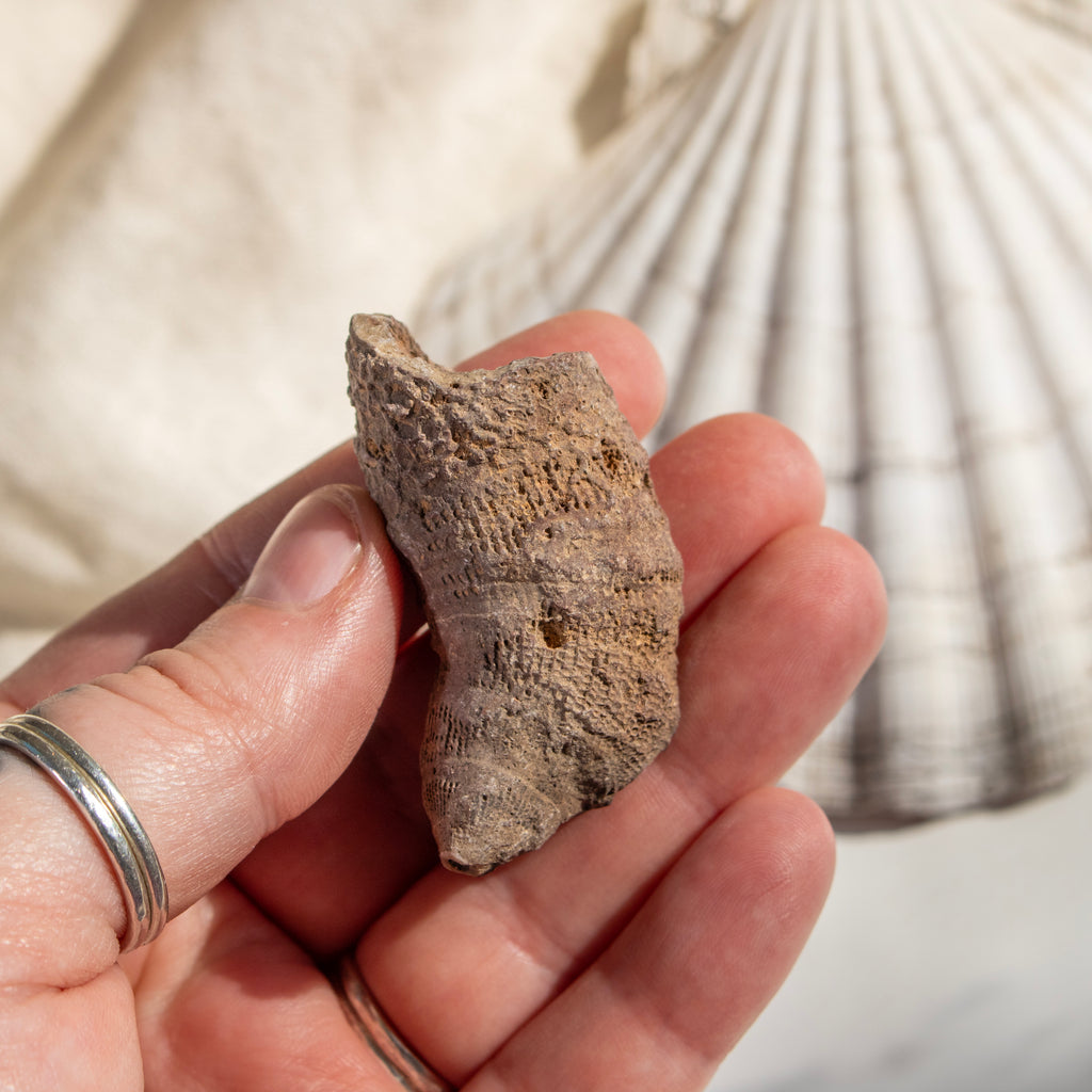 Fossilised Horn Coral