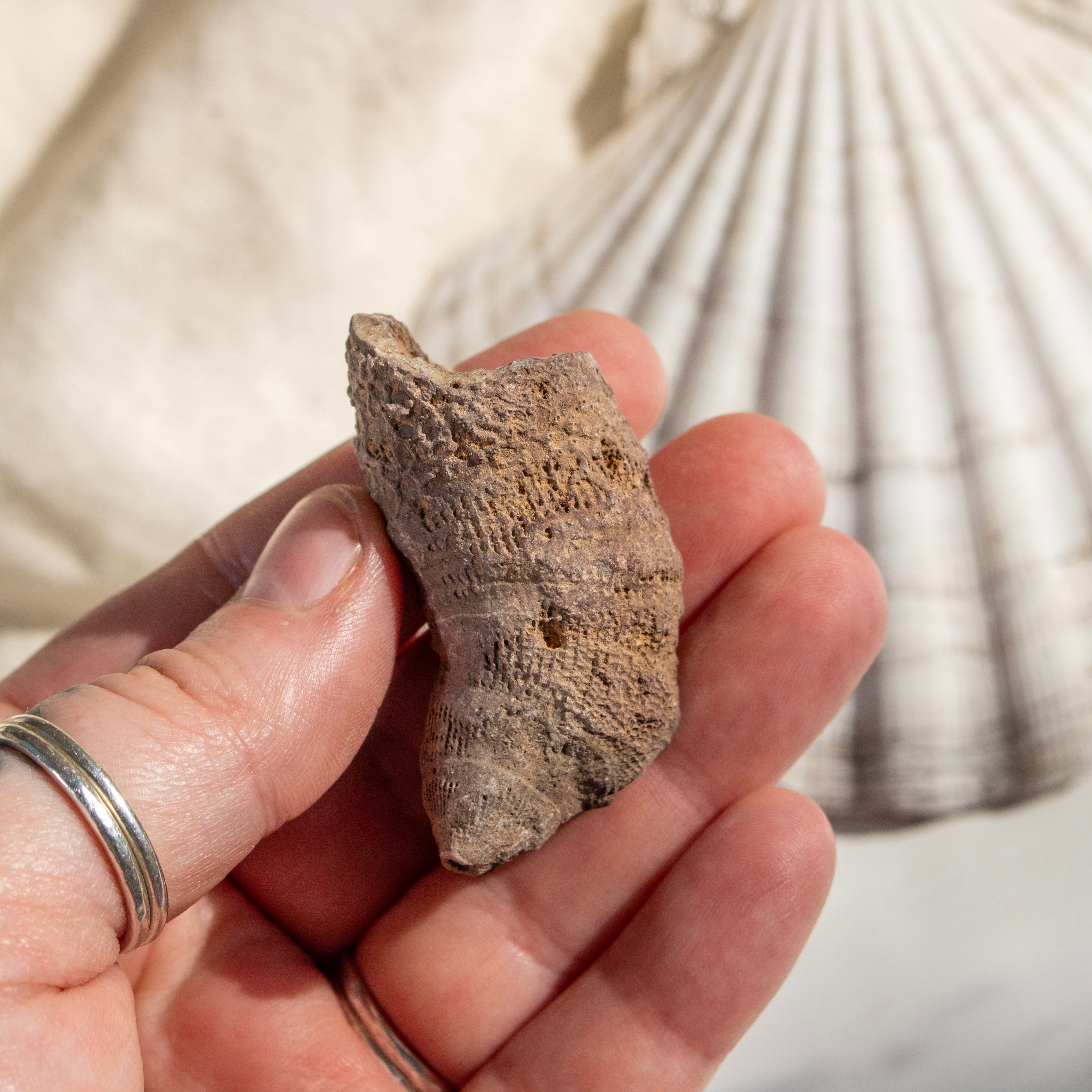 Fossilised Horn Coral