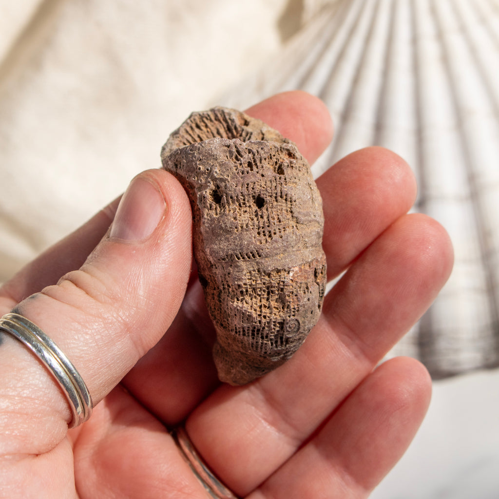 Fossilised Horn Coral