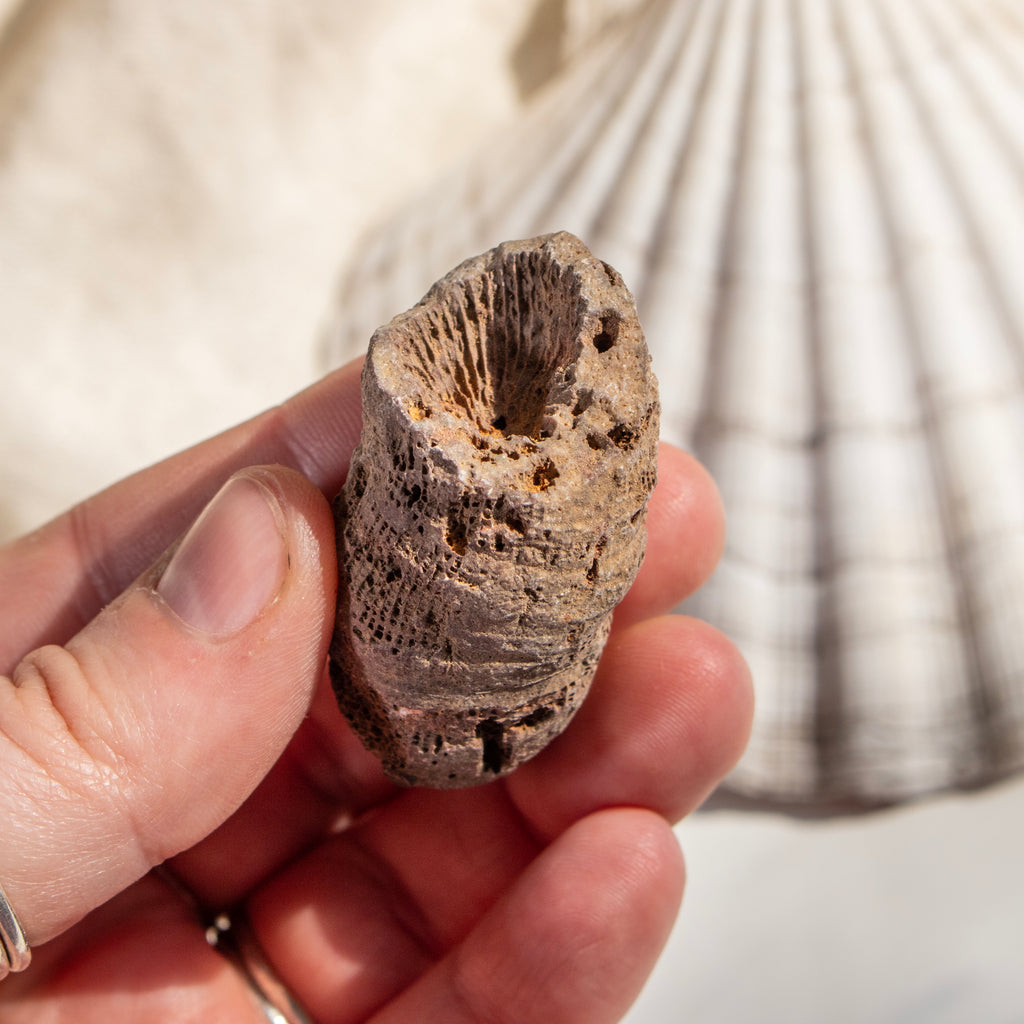 Fossilised Horn Coral