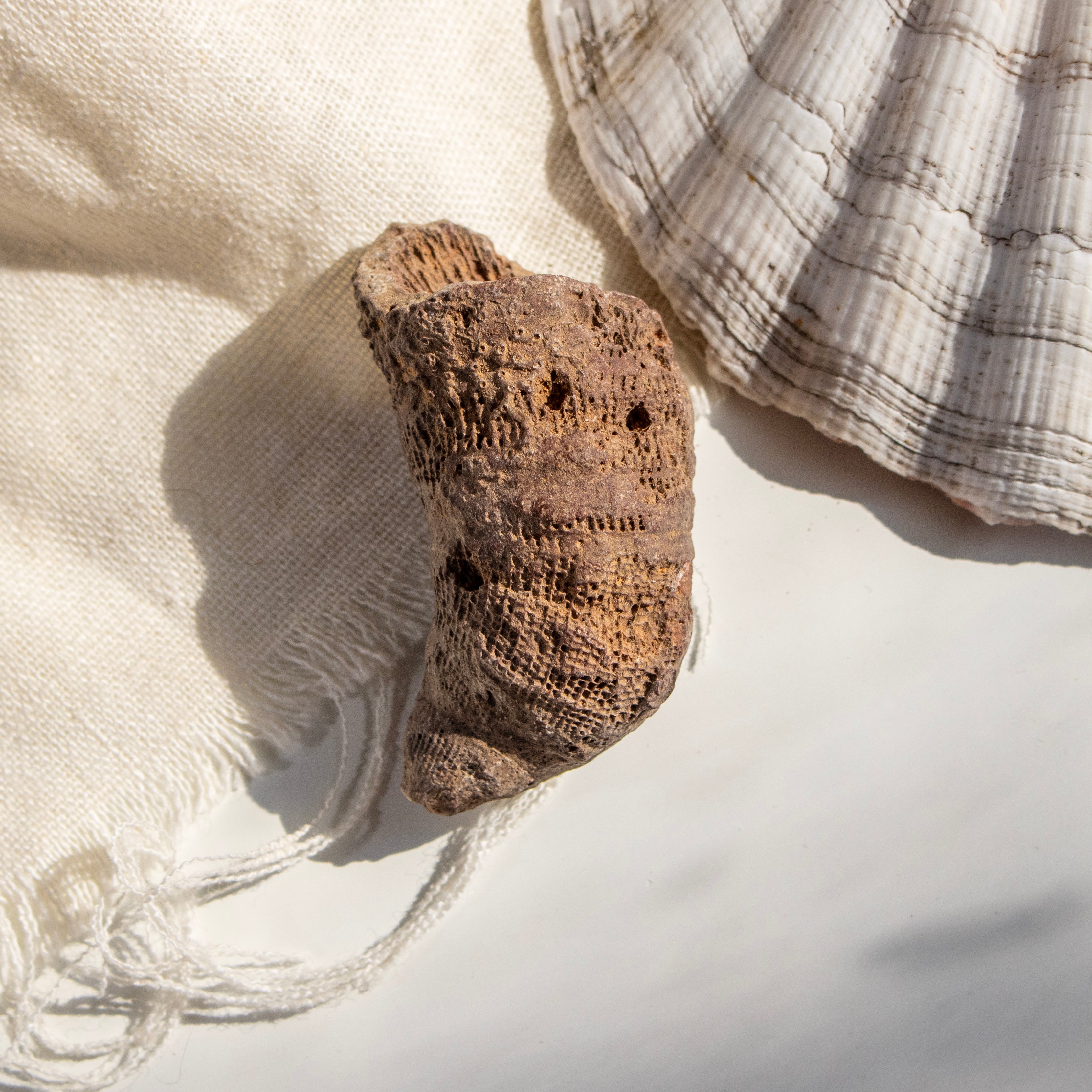 Fossilised Horn Coral