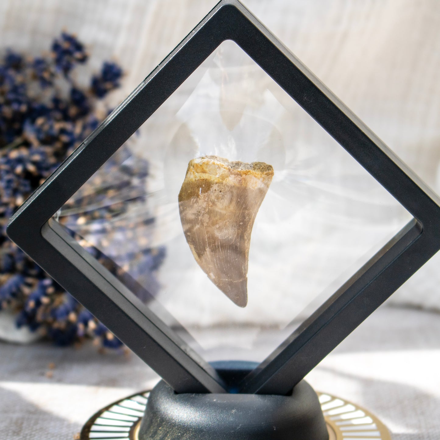 Mosasaur Tooth Fossil in Display Frame