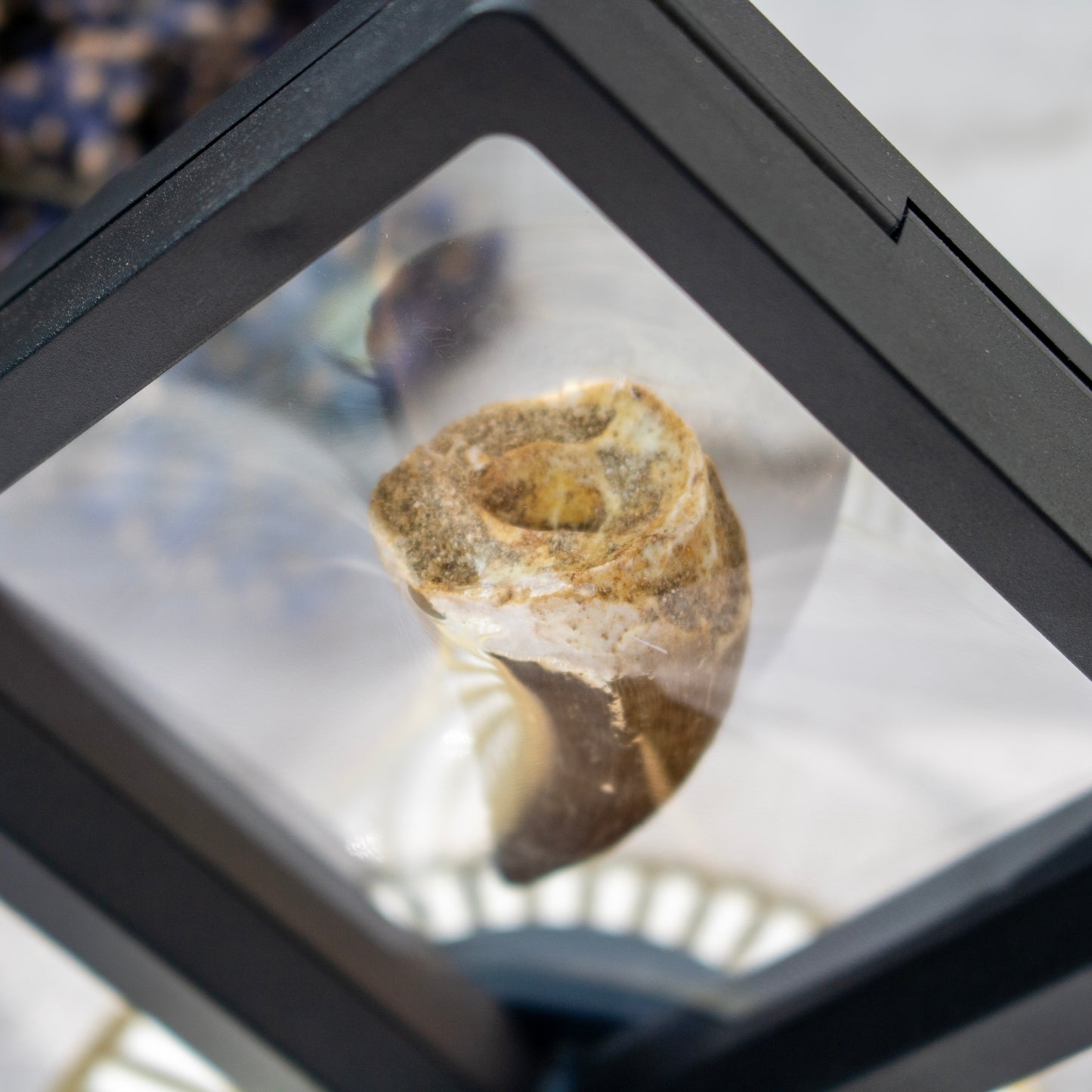 Mosasaur Tooth Fossil in Display Frame