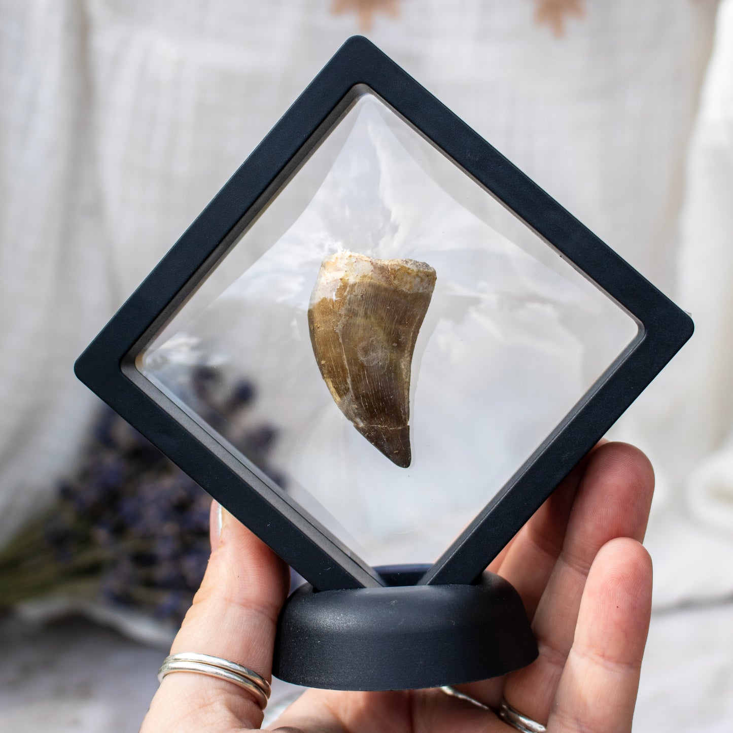 Mosasaur Tooth Fossil in Display Frame