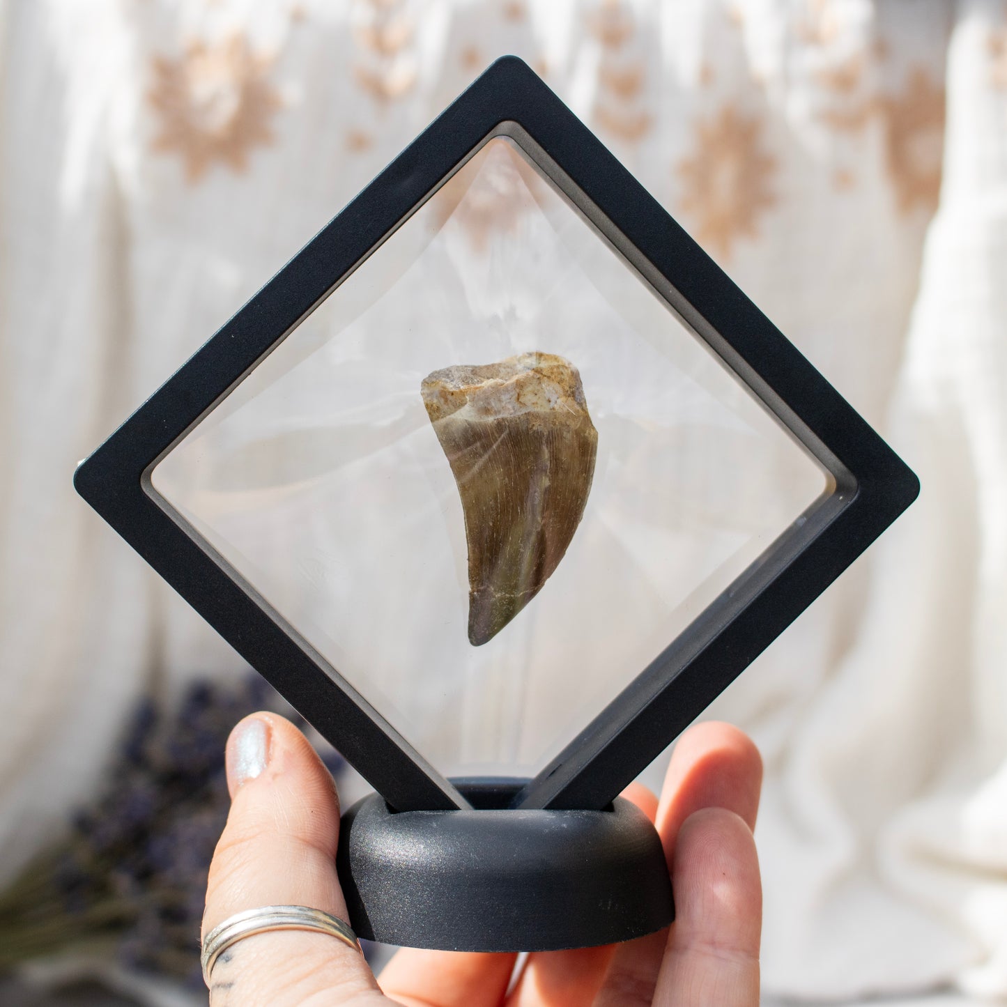 Mosasaur Tooth Fossil in Display Frame