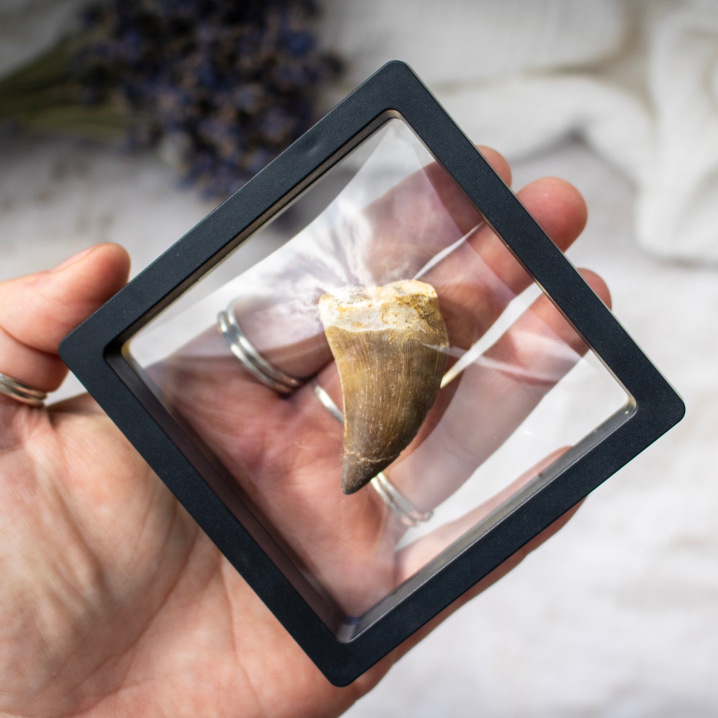 Mosasaur Tooth Fossil in Display Frame
