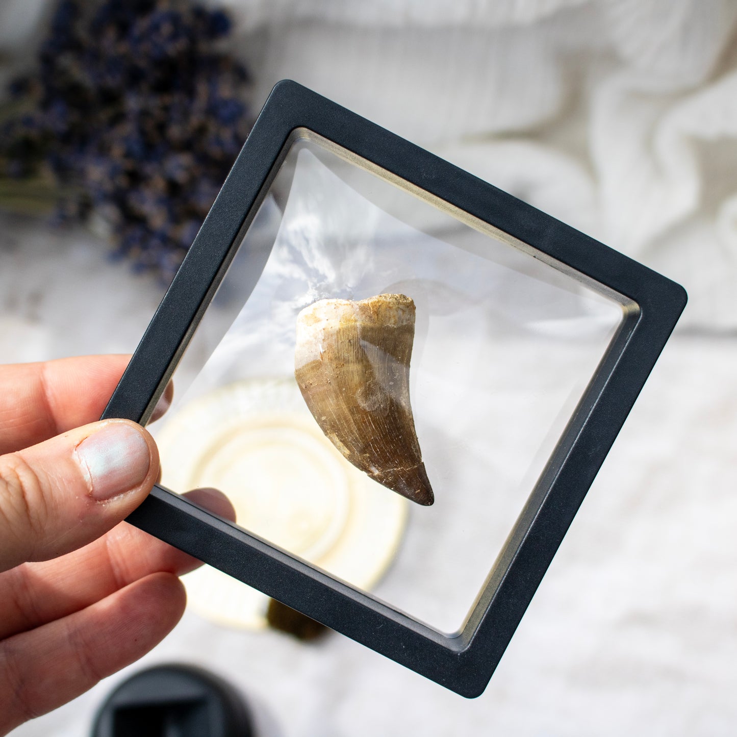 Mosasaur Tooth Fossil in Display Frame