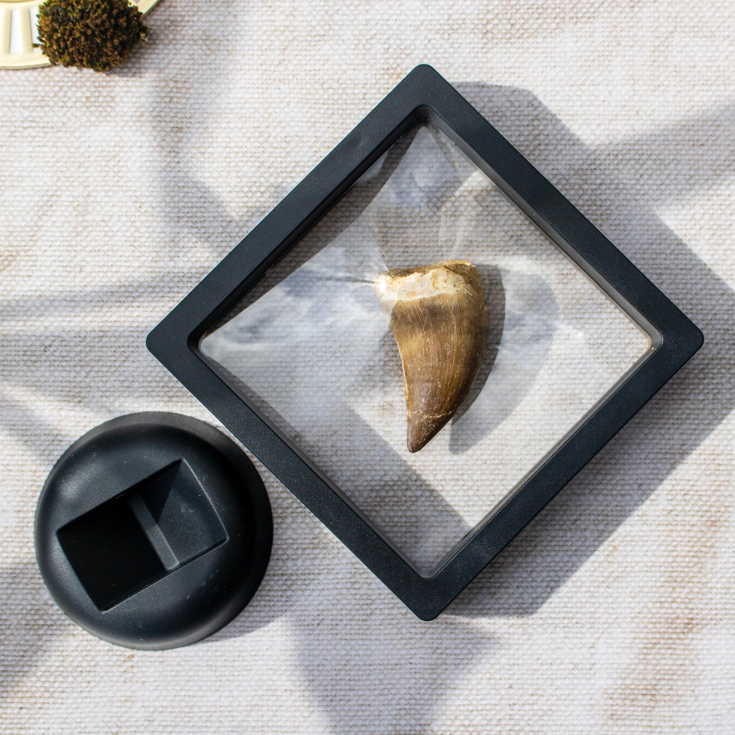 Mosasaur Tooth Fossil in Display Frame