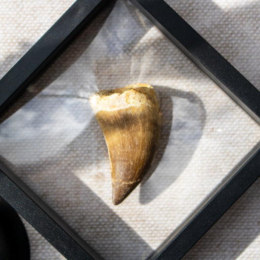 Mosasaur Tooth Fossil in Display Frame