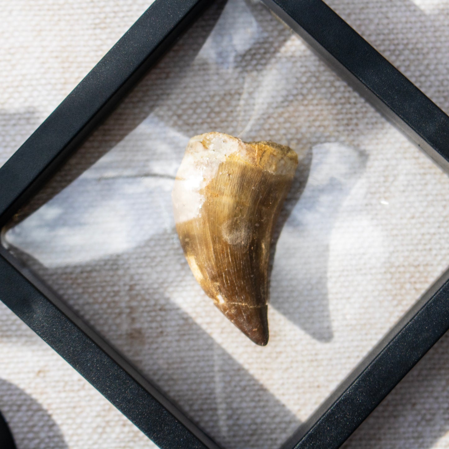 Mosasaur Tooth Fossil in Display Frame