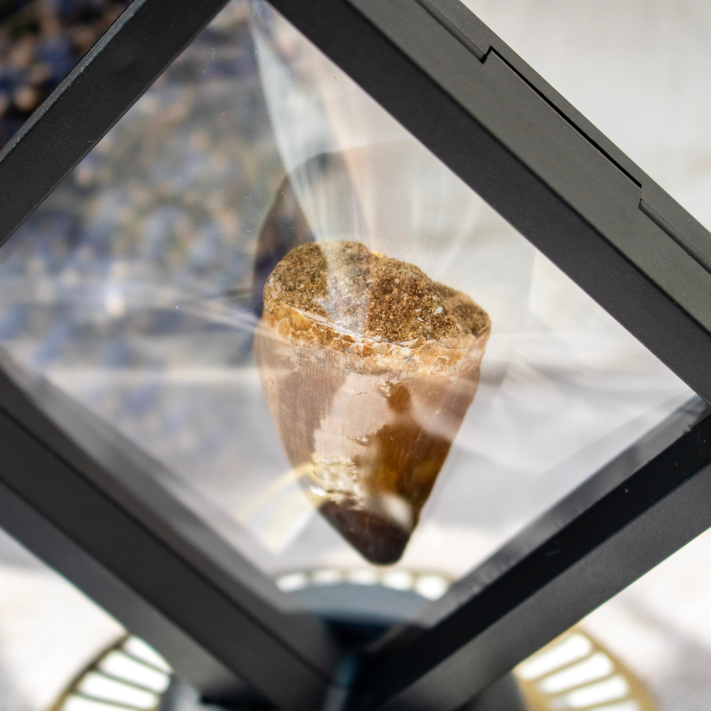 Mosasaur Tooth Fossil in Display Frame