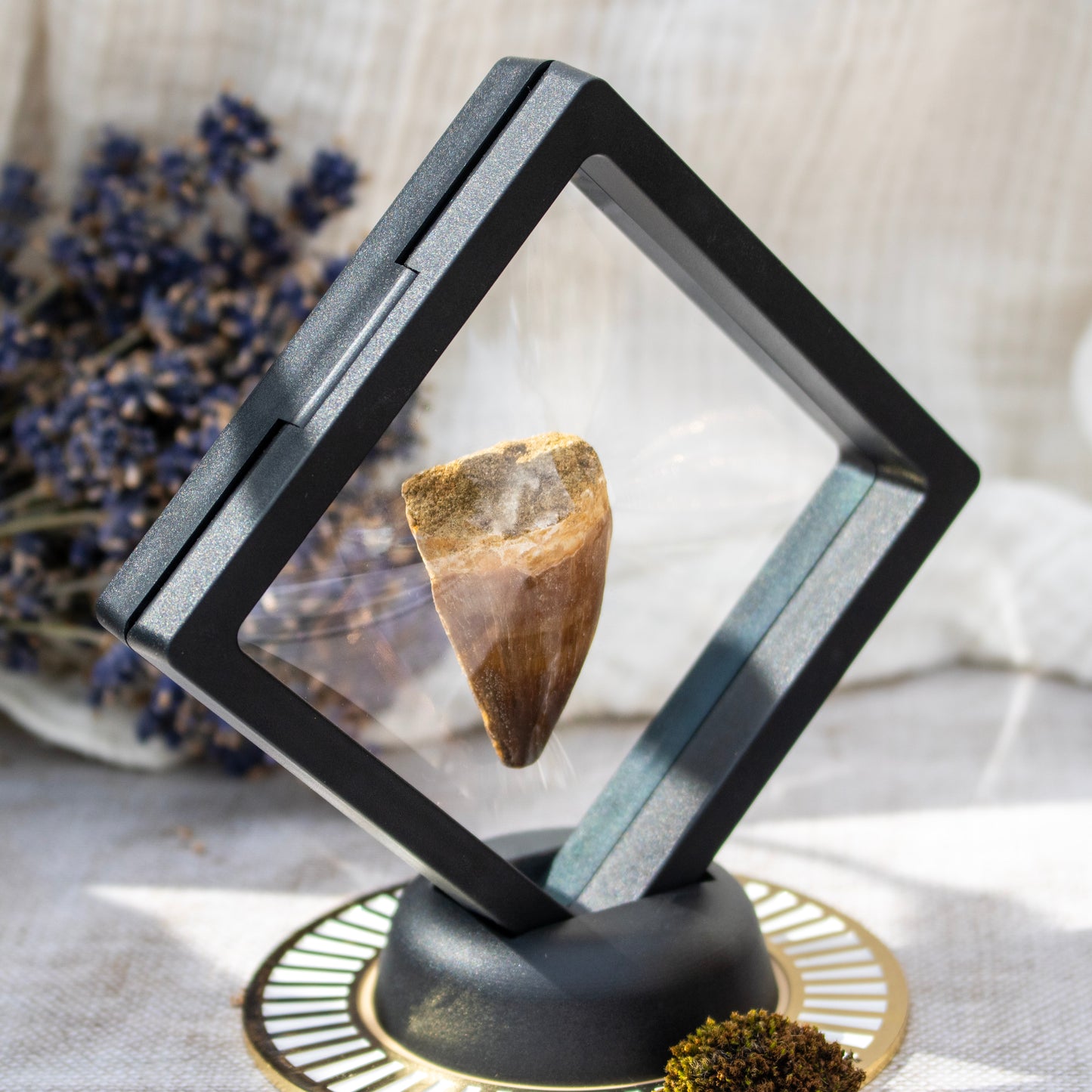 Mosasaur Tooth Fossil in Display Frame