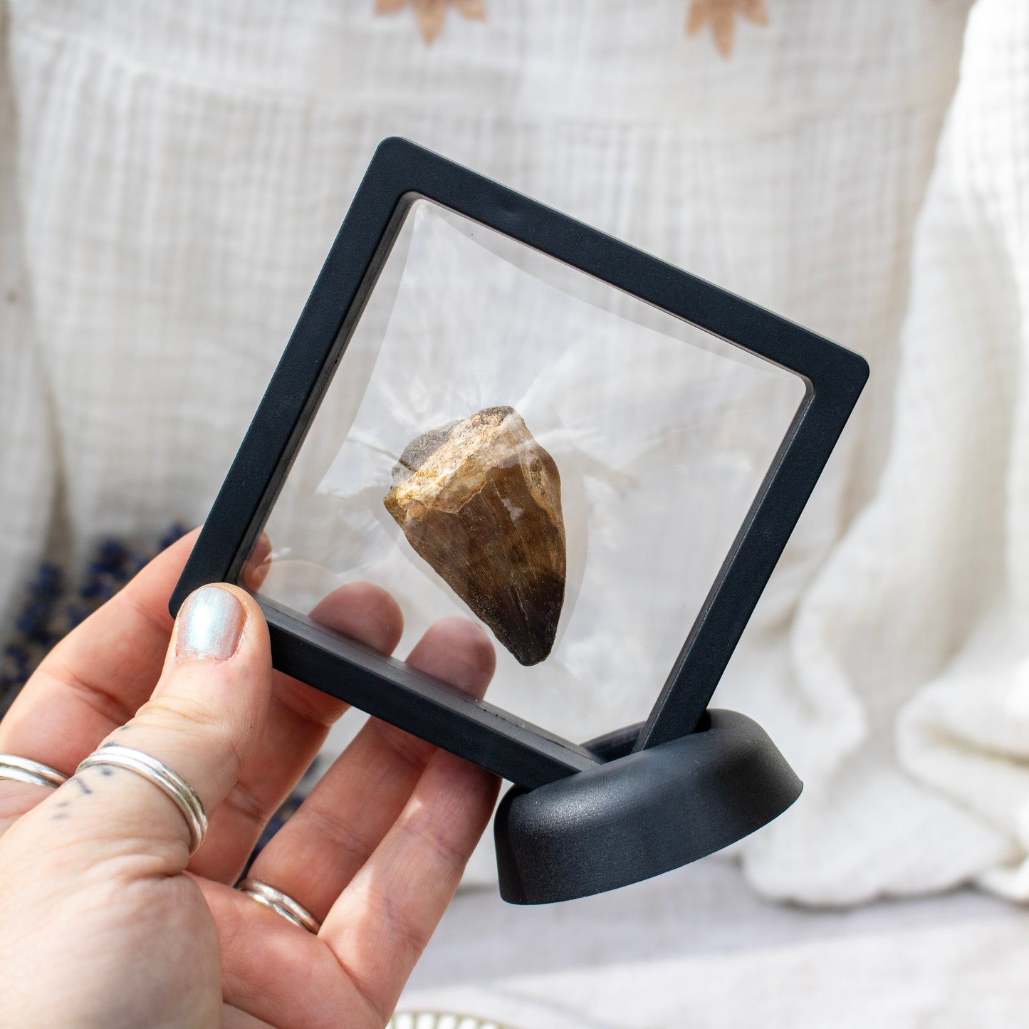 Mosasaur Tooth Fossil in Display Frame