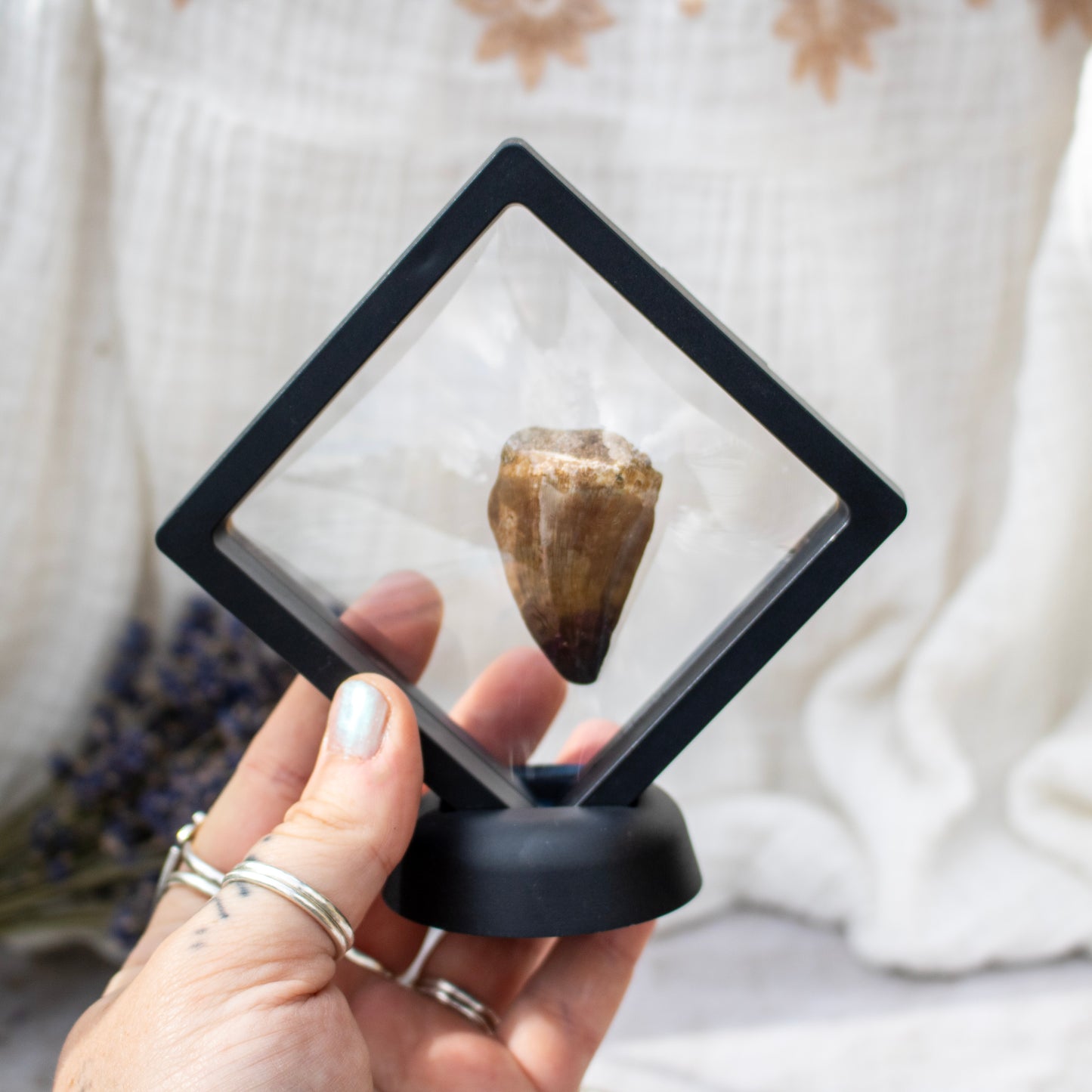 Mosasaur Tooth Fossil in Display Frame