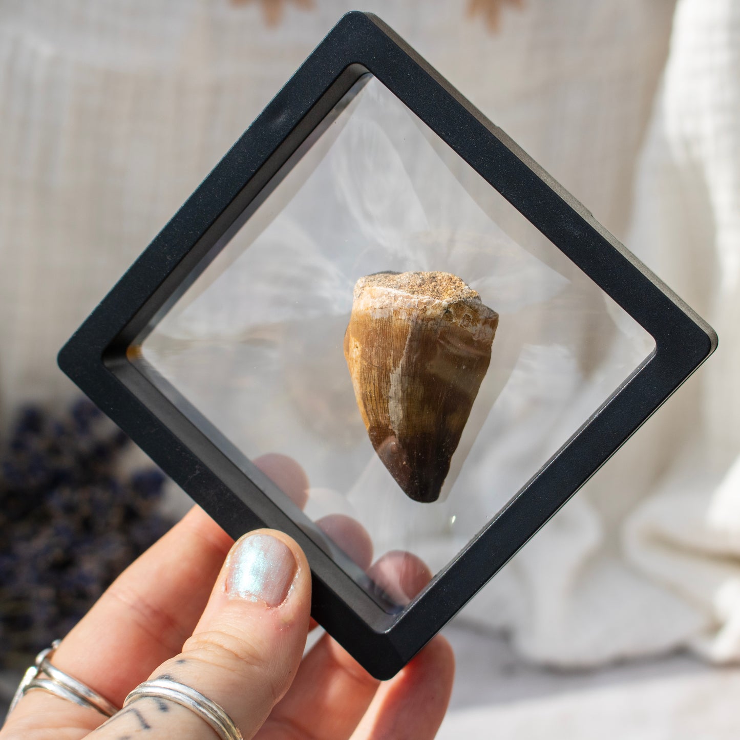 Mosasaur Tooth Fossil in Display Frame