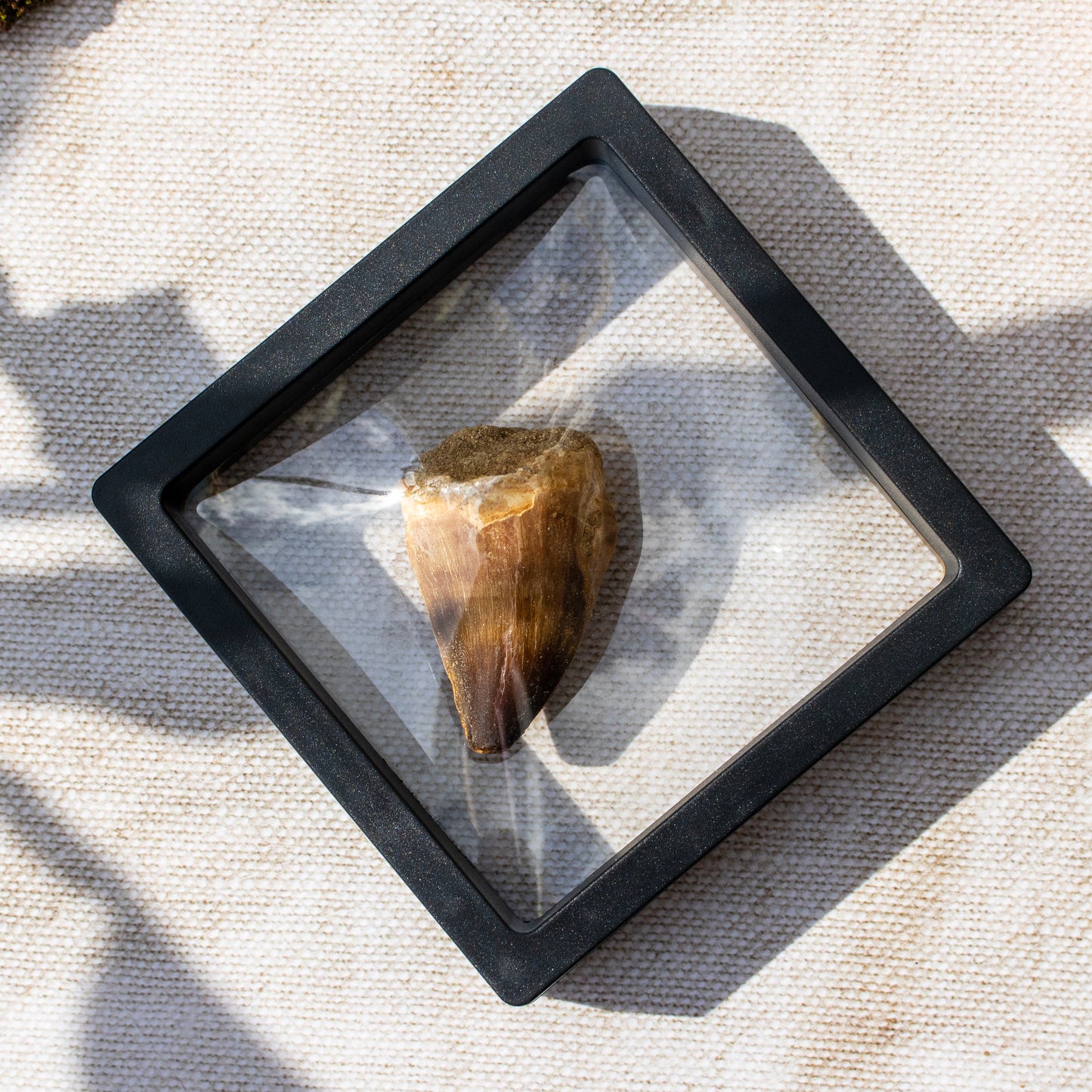 Mosasaur Tooth Fossil in Display Frame
