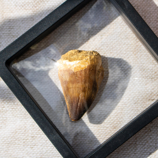 Mosasaur Tooth Fossil in Display Frame