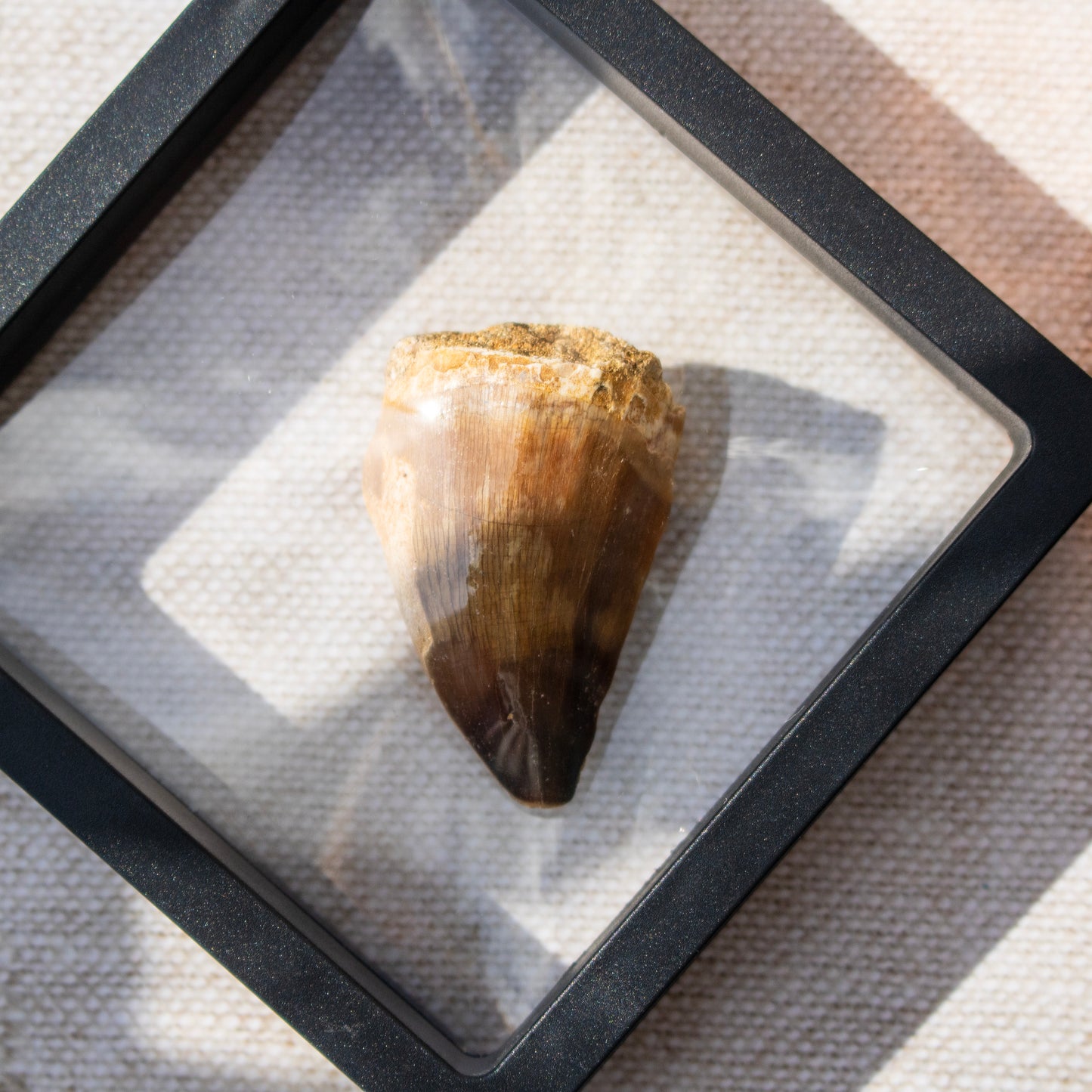 Mosasaur Tooth Fossil in Display Frame