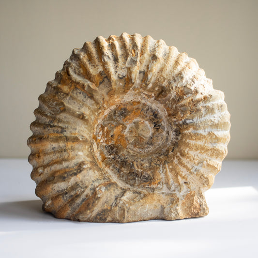 Limestone Ammonite Fossil – Morocco