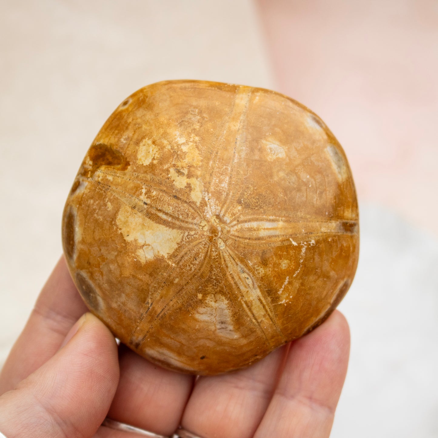 Fossilised Sand Dollar