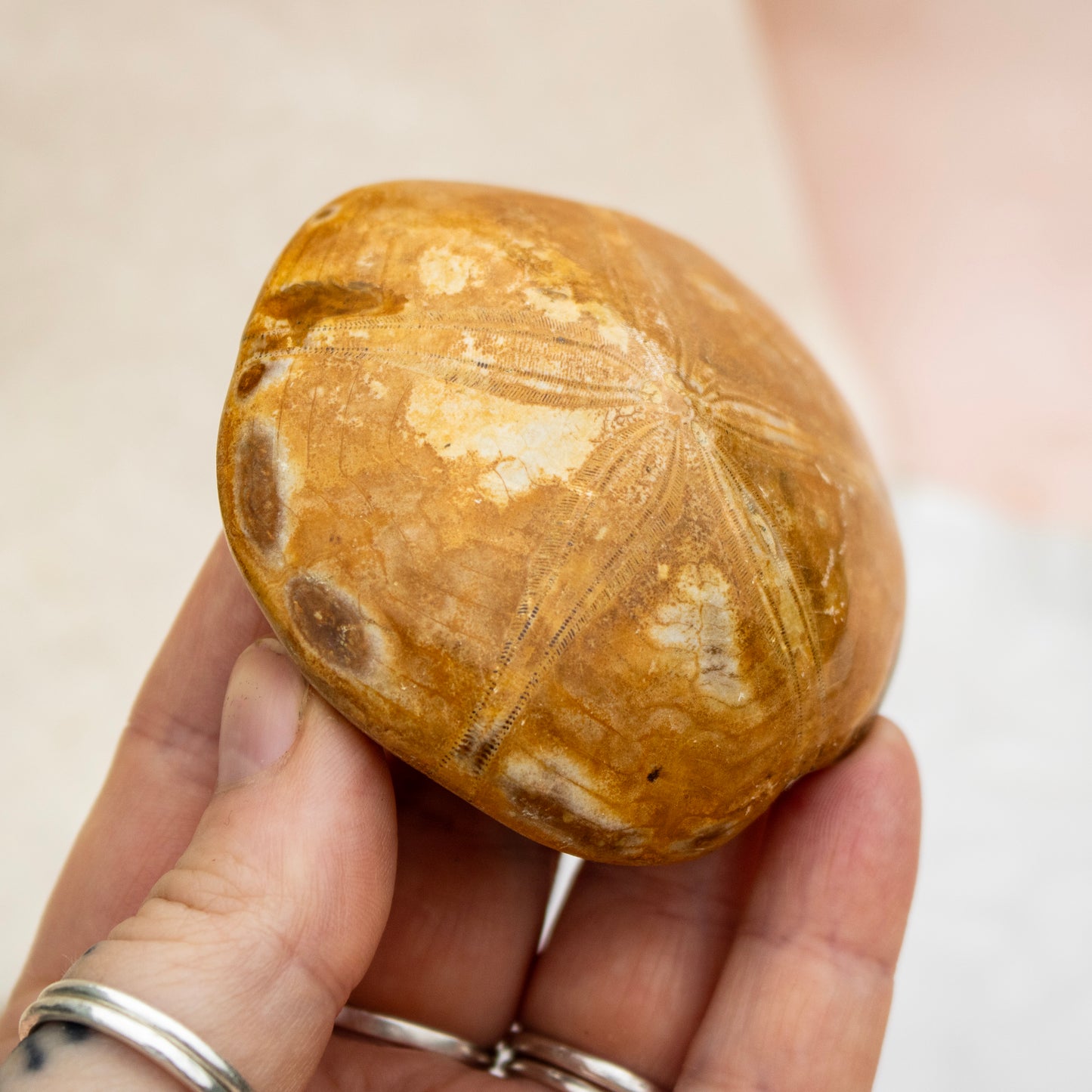 Fossilised Sand Dollar