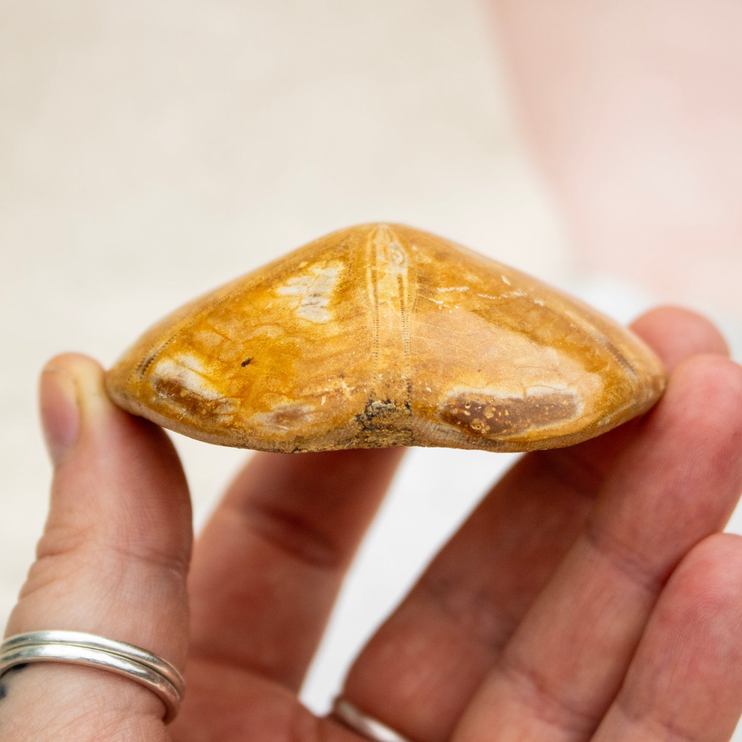 Fossilised Sand Dollar