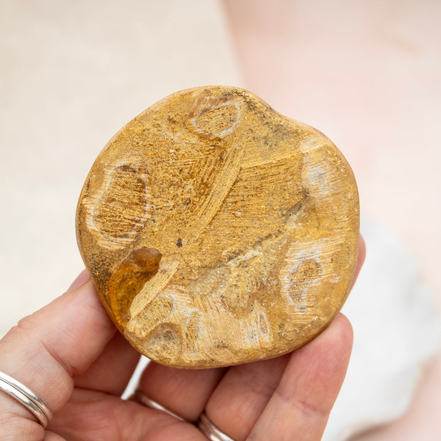 Fossilised Sand Dollar