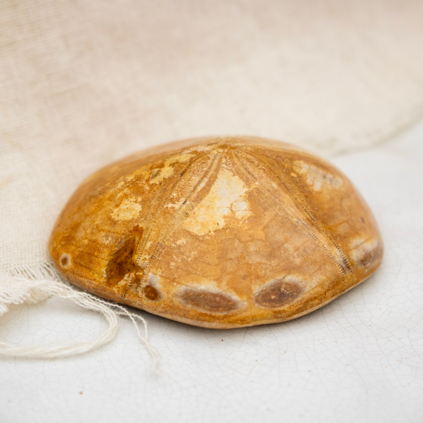 Fossilised Sand Dollar
