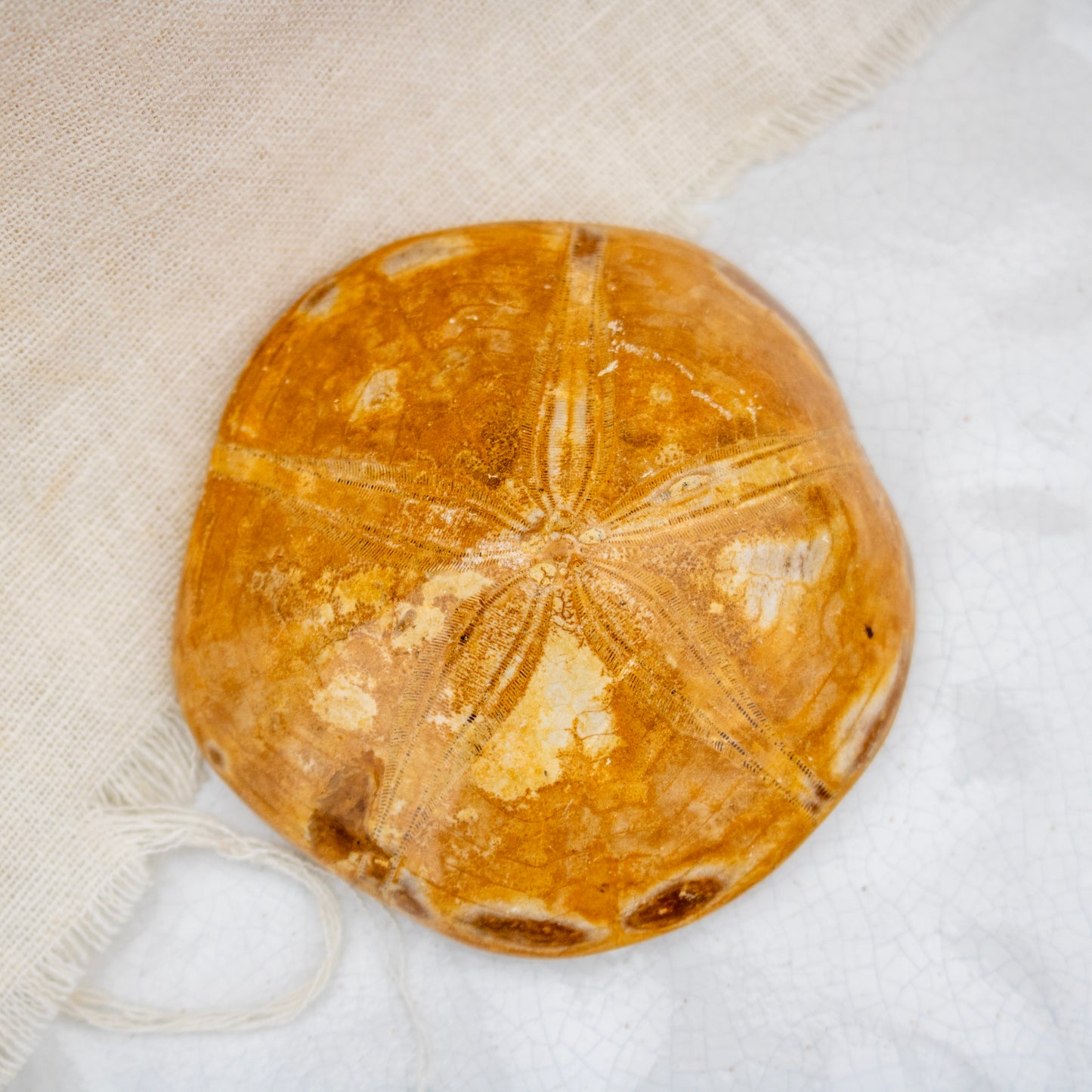 Fossilised Sand Dollar