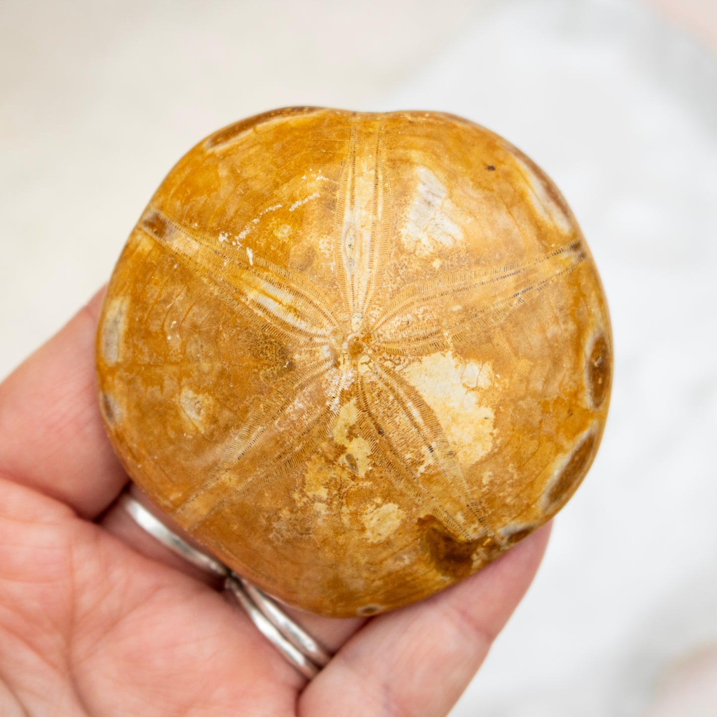 Fossilised Sand Dollar