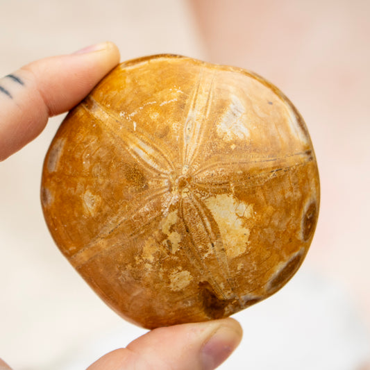 Fossilised Sand Dollar