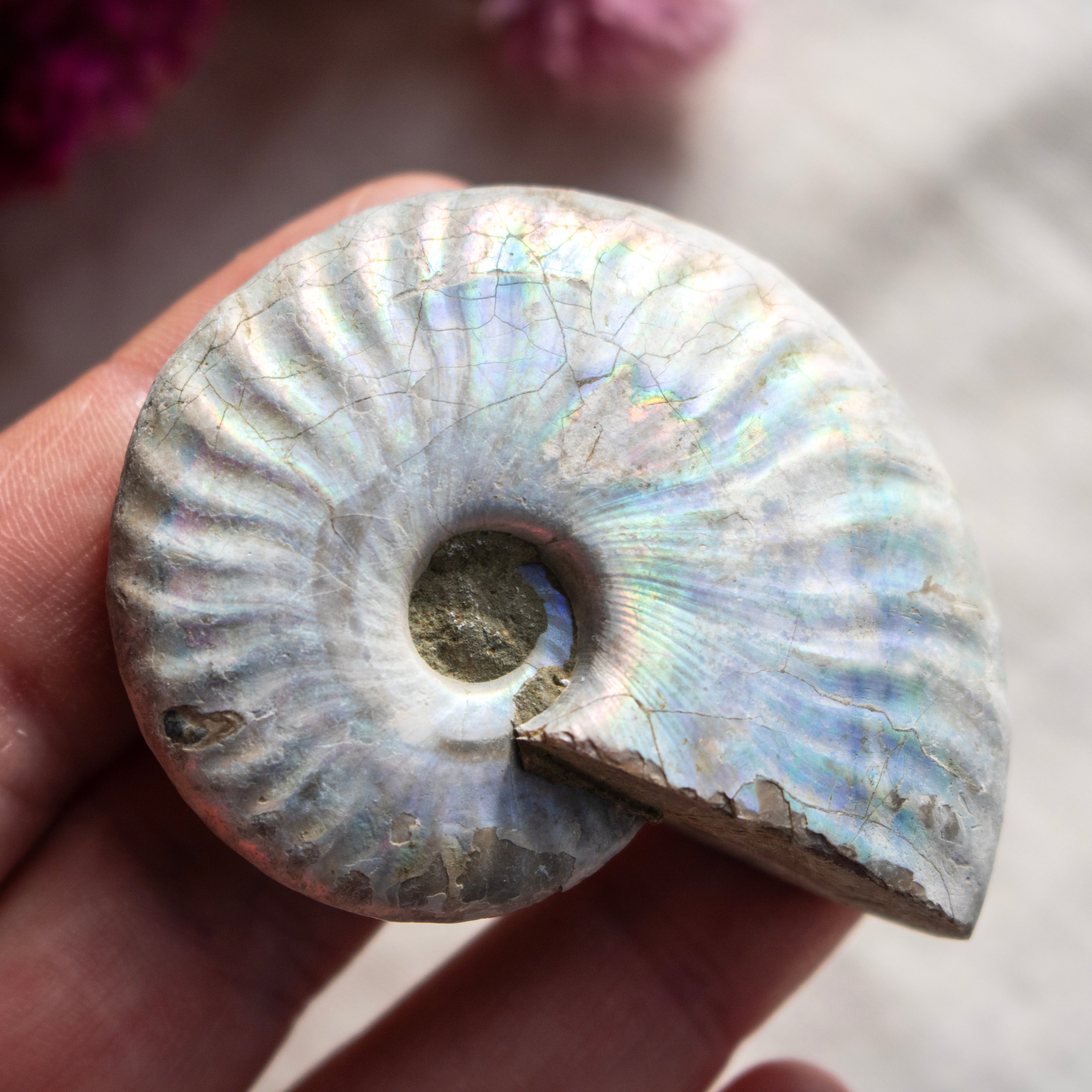 Ammonite Fossil with Natural White Iridescent Aragonite Coating