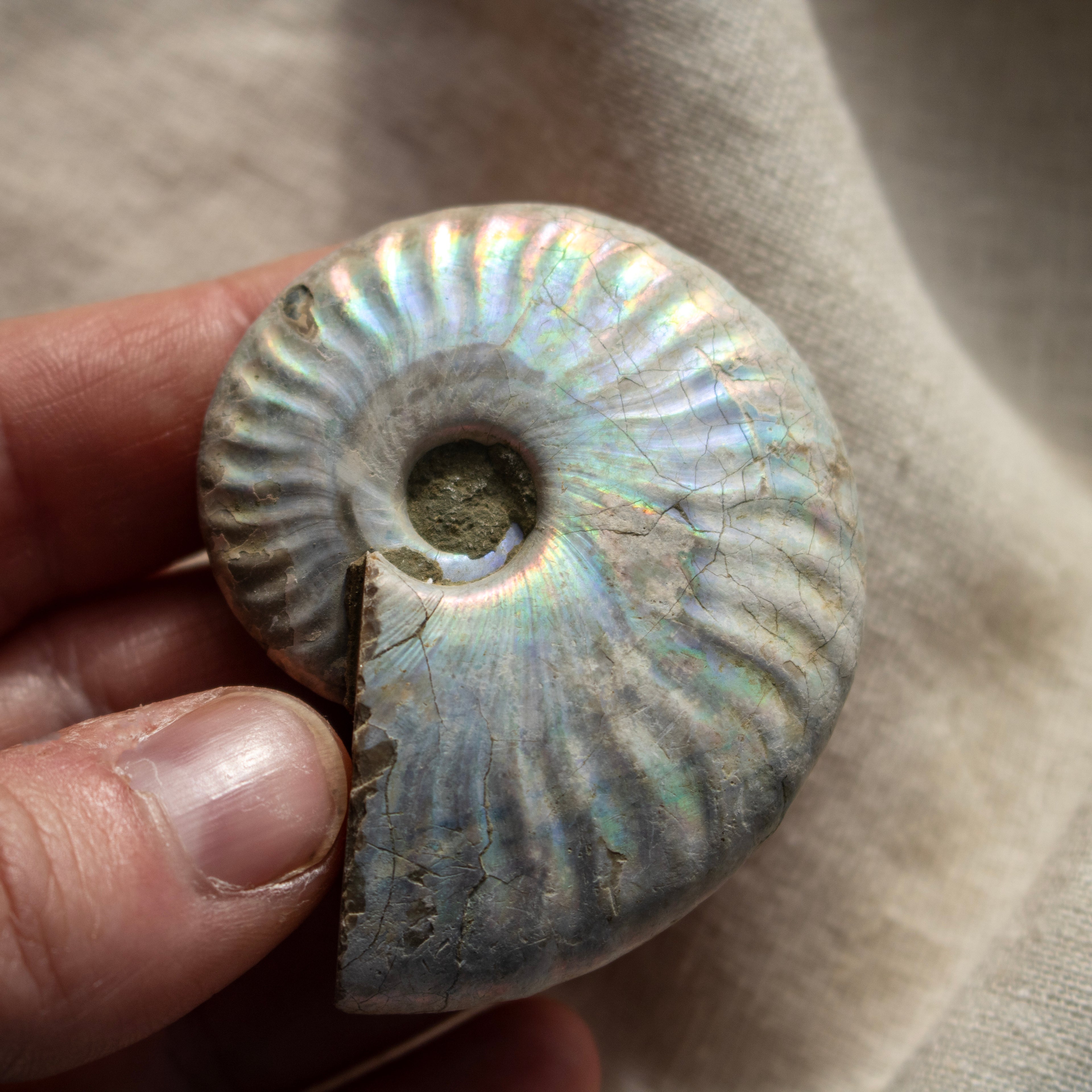 Ammonite Fossil with Natural White Iridescent Aragonite Coating
