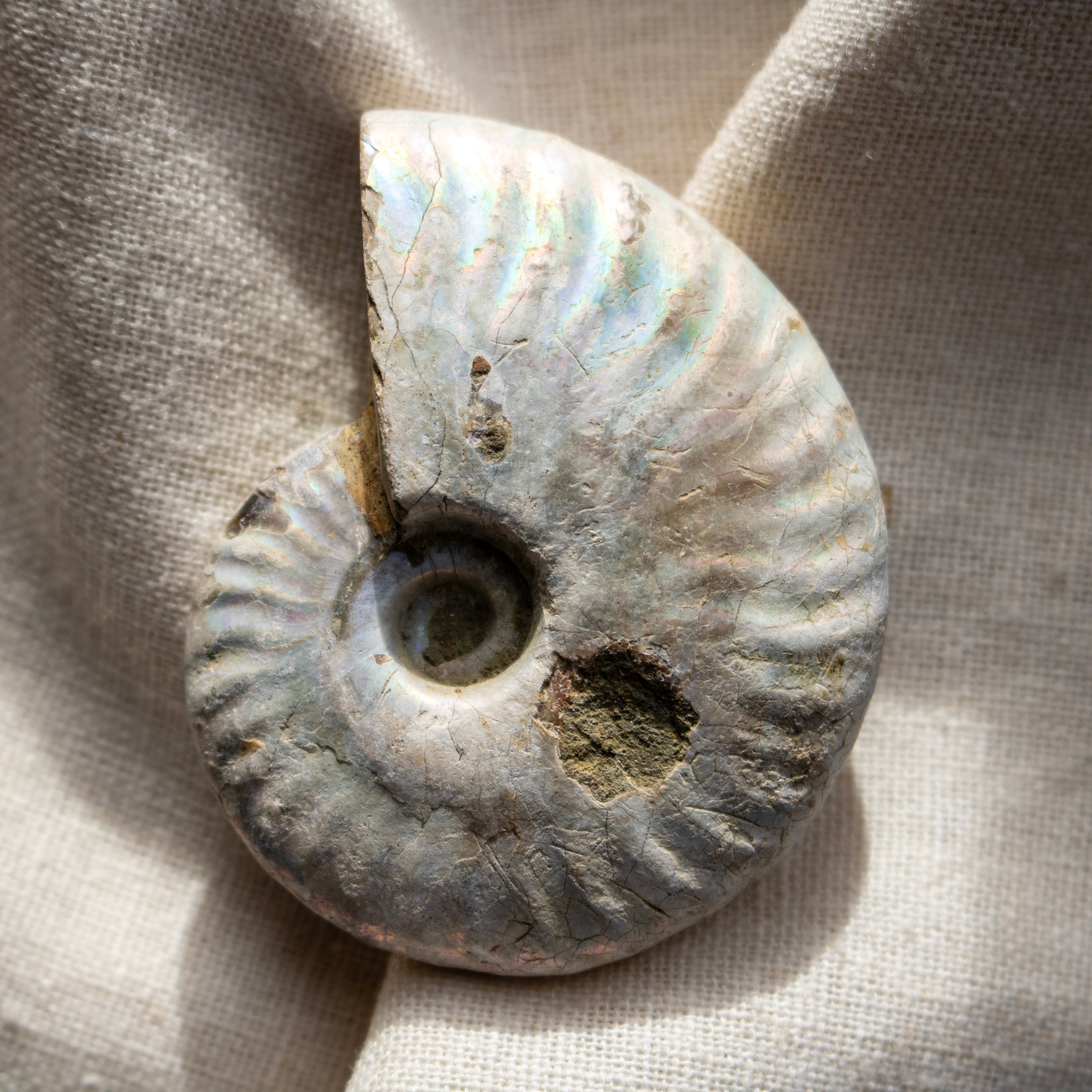 Ammonite Fossil with Natural White Iridescent Aragonite Coating
